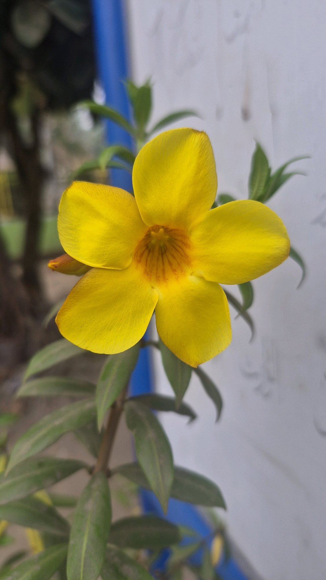 A single, bright yellow flower with five petals dominates the center of the frame, facing slightly left. The flower has a darker orange-brown center with visible veins radiating outwards. Several green leaves are visible below and to the sides of the flower, some appearing dusty. A thin stem, also green, supports the bloom. In the background, a blurry blue vertical element is present on the left side of the frame, and a lighter, textured surface, possibly a wall, occupies the right side. The scene appears to be outdoors, with a hint of foliage and possibly a building or structure in the distance. The lighting suggests it is daytime, with soft illumination on the flower.