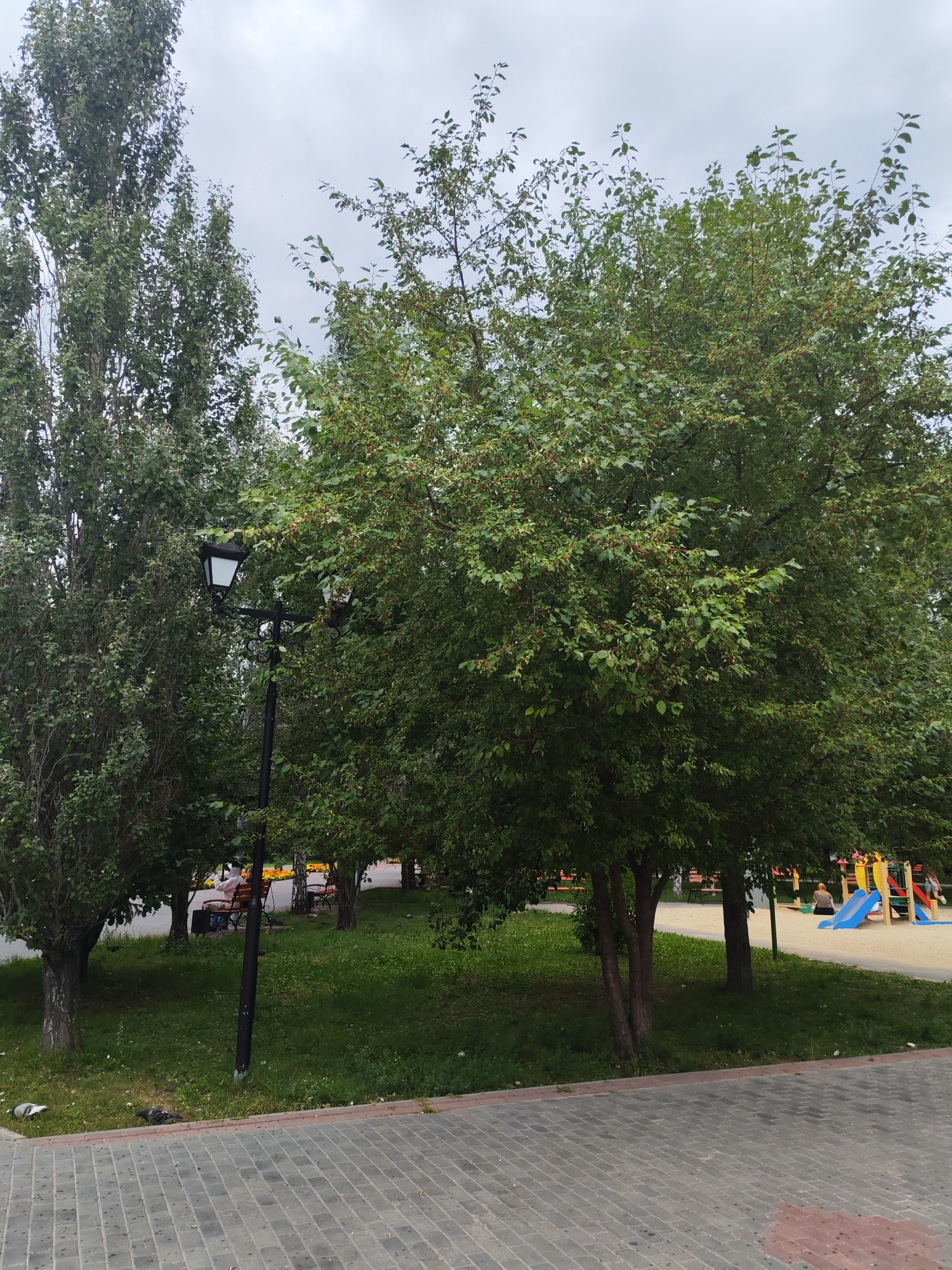An overcast, slightly gray day with a few trees and a park setting. In the foreground, a paved walkway with a cobblestone pattern in shades of gray and red is visible. To the left, a tall, slender tree with dark green leaves stands next to a wider tree with more dense, lighter green foliage. Between these trees is a black lamppost with a square, white light fixture. A grassy area with scattered trees lies beyond the walkway. In the middle ground, several park benches are present, with one occupied by a person wearing a light-colored top and dark pants, who is sitting with their back to the camera. To the right, a playground with a blue slide and other colorful structures is visible. The background consists of more trees and a cloudy sky. Two pigeons are on the grass near the walkway.