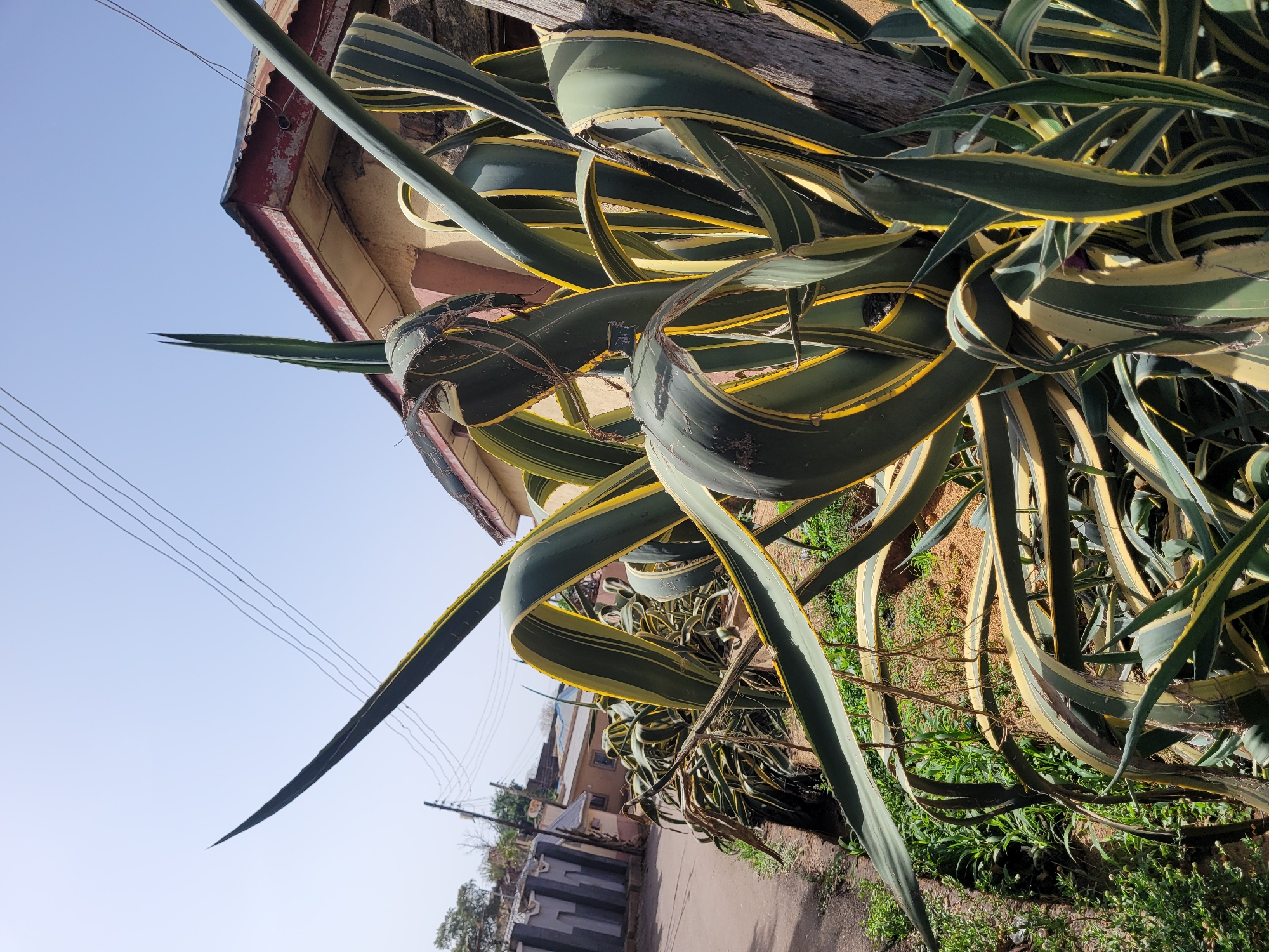The image depicts a large agave plant with green and yellow striped leaves, prominently positioned in front of a building with a red roof in the city of Jos, Nigeria. Overhead power lines are visible against a clear blue sky. In the background, there is a street, with more buildings on either side of the street. The ground surrounding the agave is covered with grass and other plants.