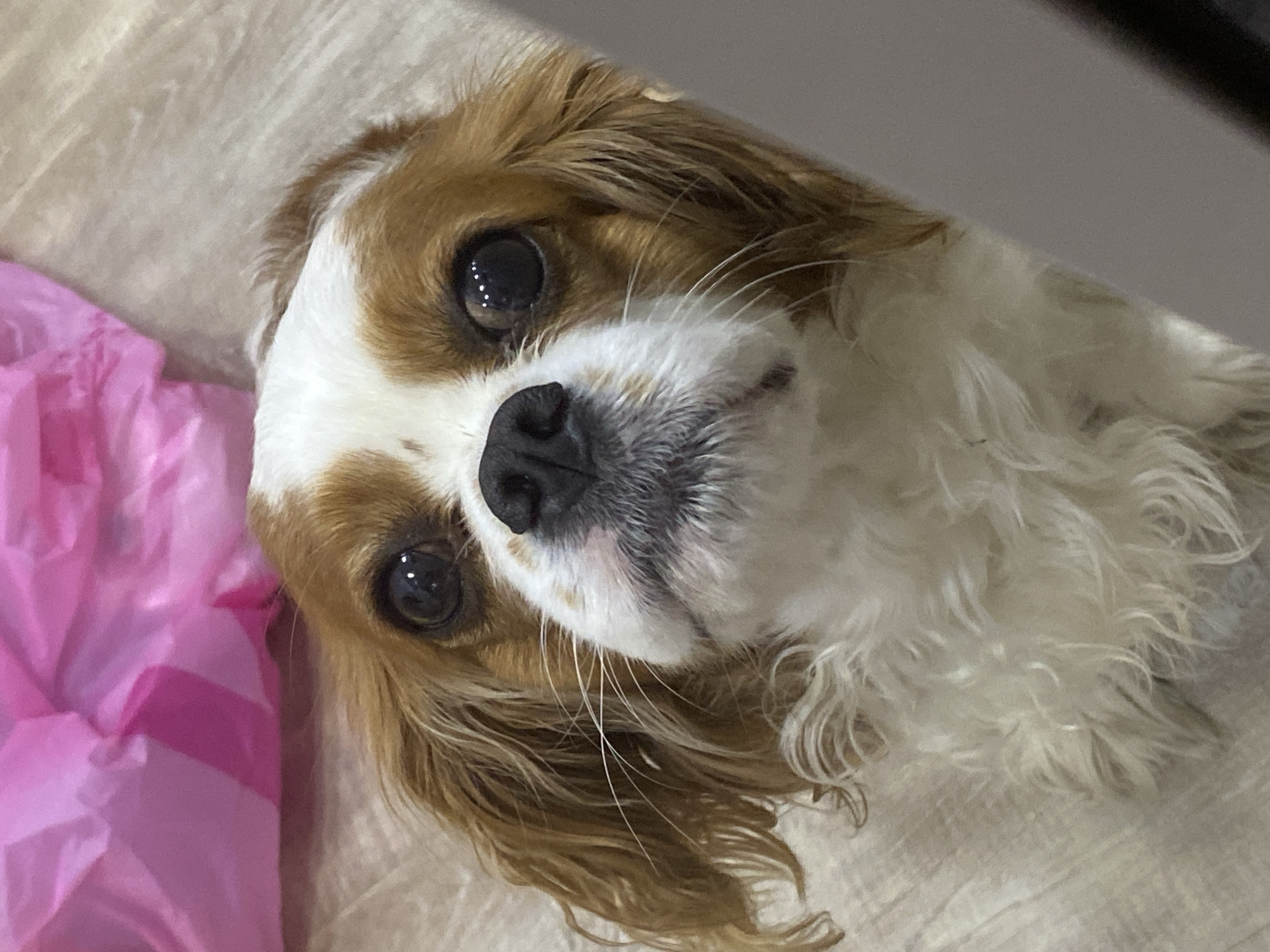 A close-up, head-on portrait of a Cavalier King Charles Spaniel dog is captured from a high angle. The dog has large, dark, expressive eyes that are looking directly at the camera, with bright highlights reflecting in them. Its fur is a mix of white and reddish-brown, with the brown marking a clear saddle pattern on its back and covering its ears, which are long and floppy. The dog's muzzle is white with some greyish whiskers and a black nose. In the background, a crinkled pink plastic material is visible in the upper left corner, and the floor appears to be made of light-colored wood planks. The overall impression is one of a curious and attentive pet.