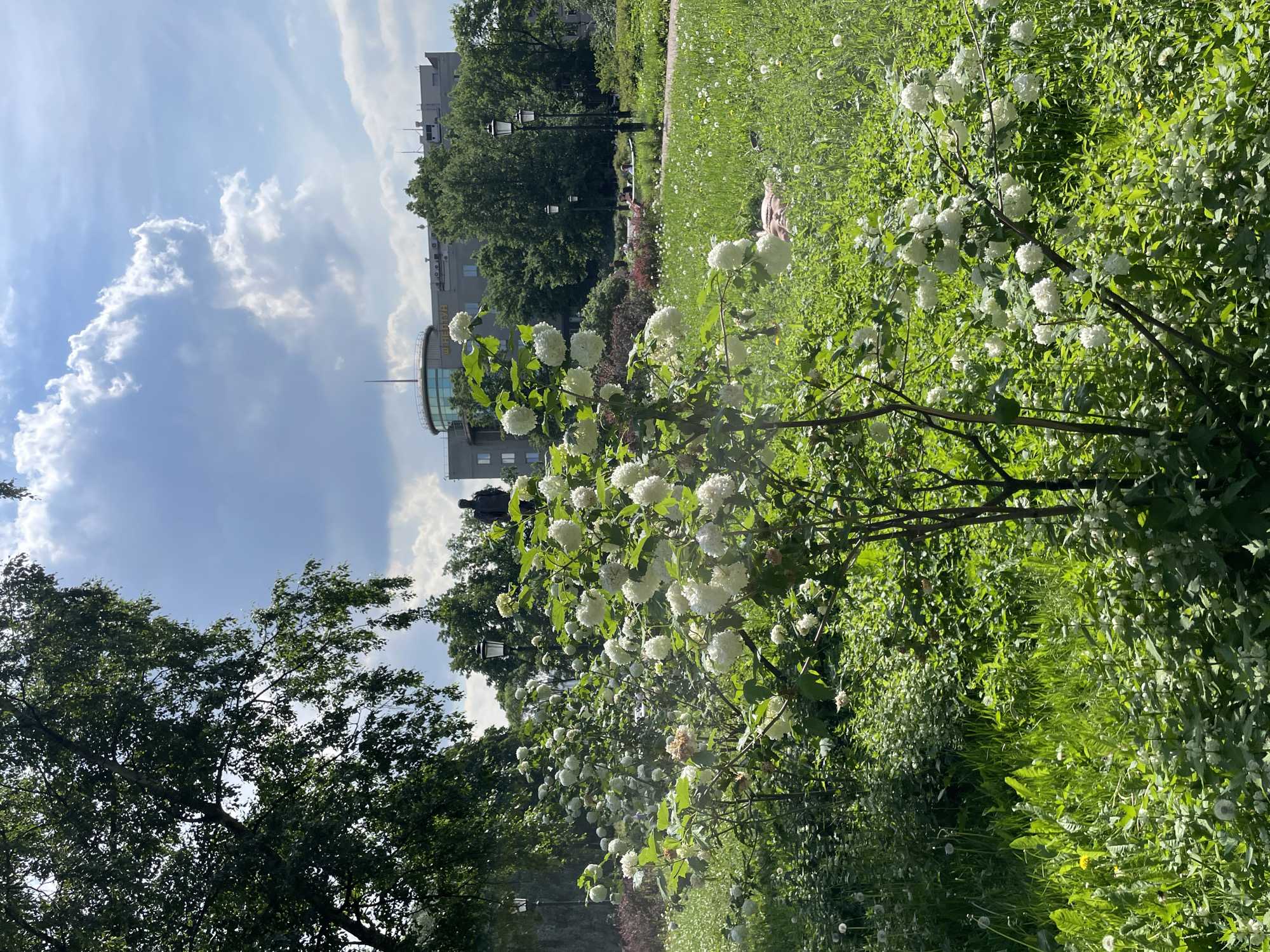 This image depicts a park scene in Saint Petersburg, Russia, on a sunny day with scattered clouds. In the foreground, a lush green lawn is dotted with white flowers, and a blooming white snowball bush takes center stage. Behind the bush, a path meanders through the grass, leading to a building in the background. The building appears to be a modern structure with a rounded glass section and a flat roof. A statue of a man stands prominently in front of the building. Several street lamps are visible throughout the park, and a few people are scattered across the lawn, some relaxing and others walking. The overall impression is one of a peaceful and scenic urban park.