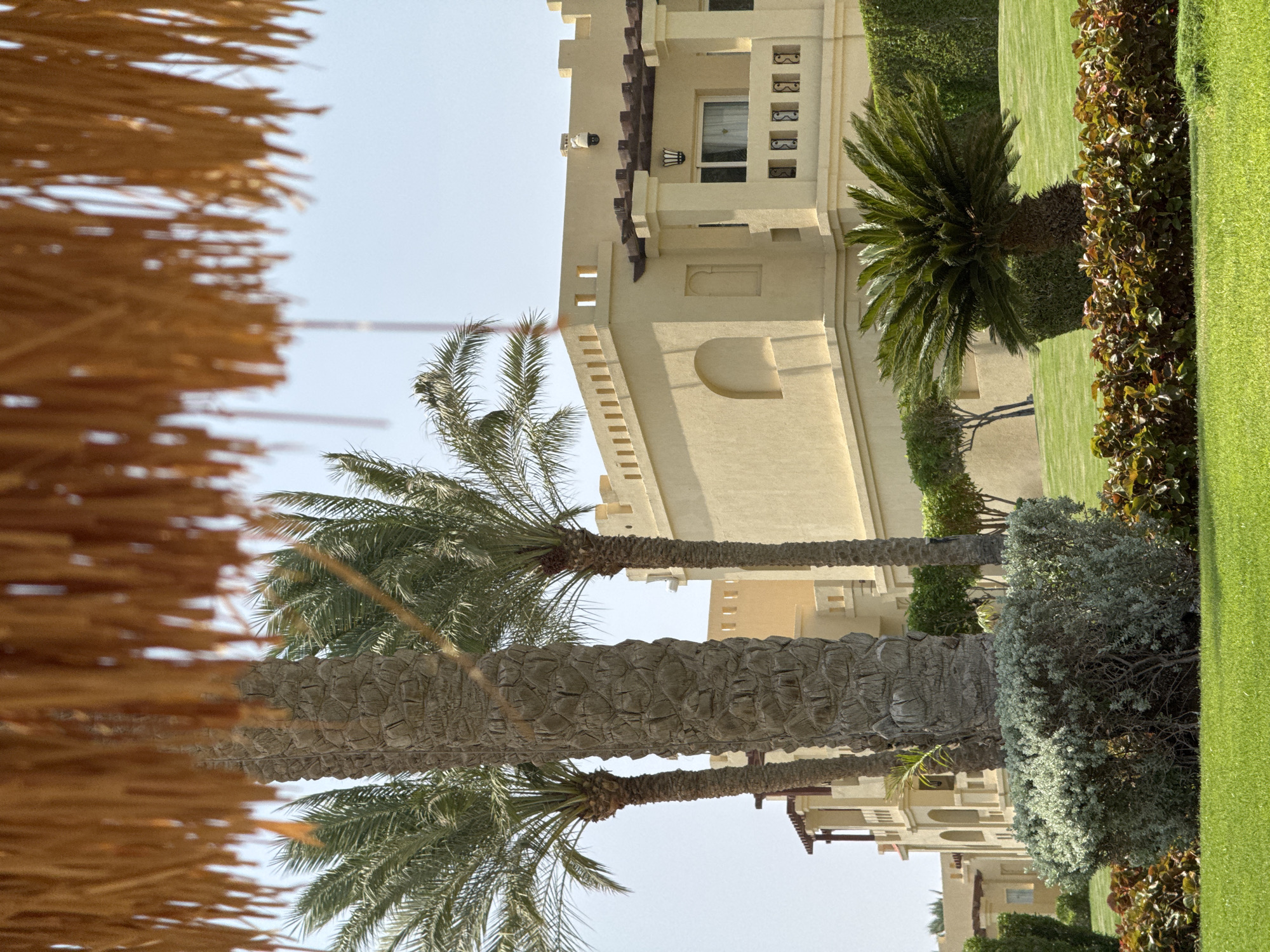 The image captures a resort in Egypt on a clear day. In the foreground, a thatched umbrella partially obscures the view, revealing lush green grass and meticulously manicured shrubs. Behind them, several palm trees stand tall, with the most prominent one in the center displaying a rough, textured trunk. A cluster of smaller, leafy bushes is visible at the base of the central palm. In the midground, a modern, light-yellow building with arched windows and balconies is situated on a gently sloping lawn. The building features a decorative crenellated roofline and a security camera. A single sago palm is planted in front of a neatly trimmed hedge. In the background, more of the resort buildings and greenery can be seen, with a bright, cloudless sky overhead. No people are visible in the scene.