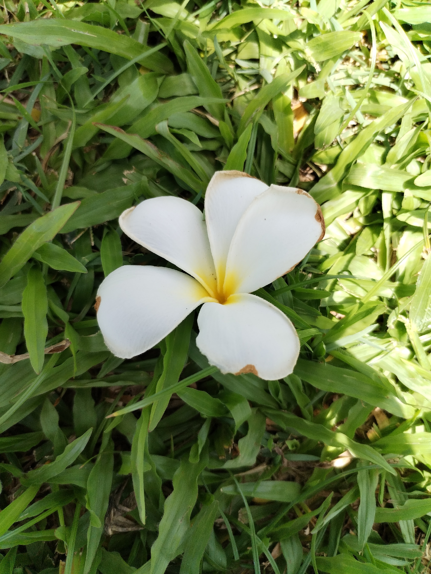 A single white plumeria flower with a yellow center lies on a bed of green grass. The flower is positioned in the center of the frame, with its five petals spread open. The grass is lush and appears to be well-maintained. Sunlight casts dappled shadows across the scene, indicating it is outdoors. The image appears to be taken from a slightly elevated, overhead perspective. The environment suggests a park, garden, or yard setting in Nha Trang Ward, Vietnam. There are no people or animals visible in the image.