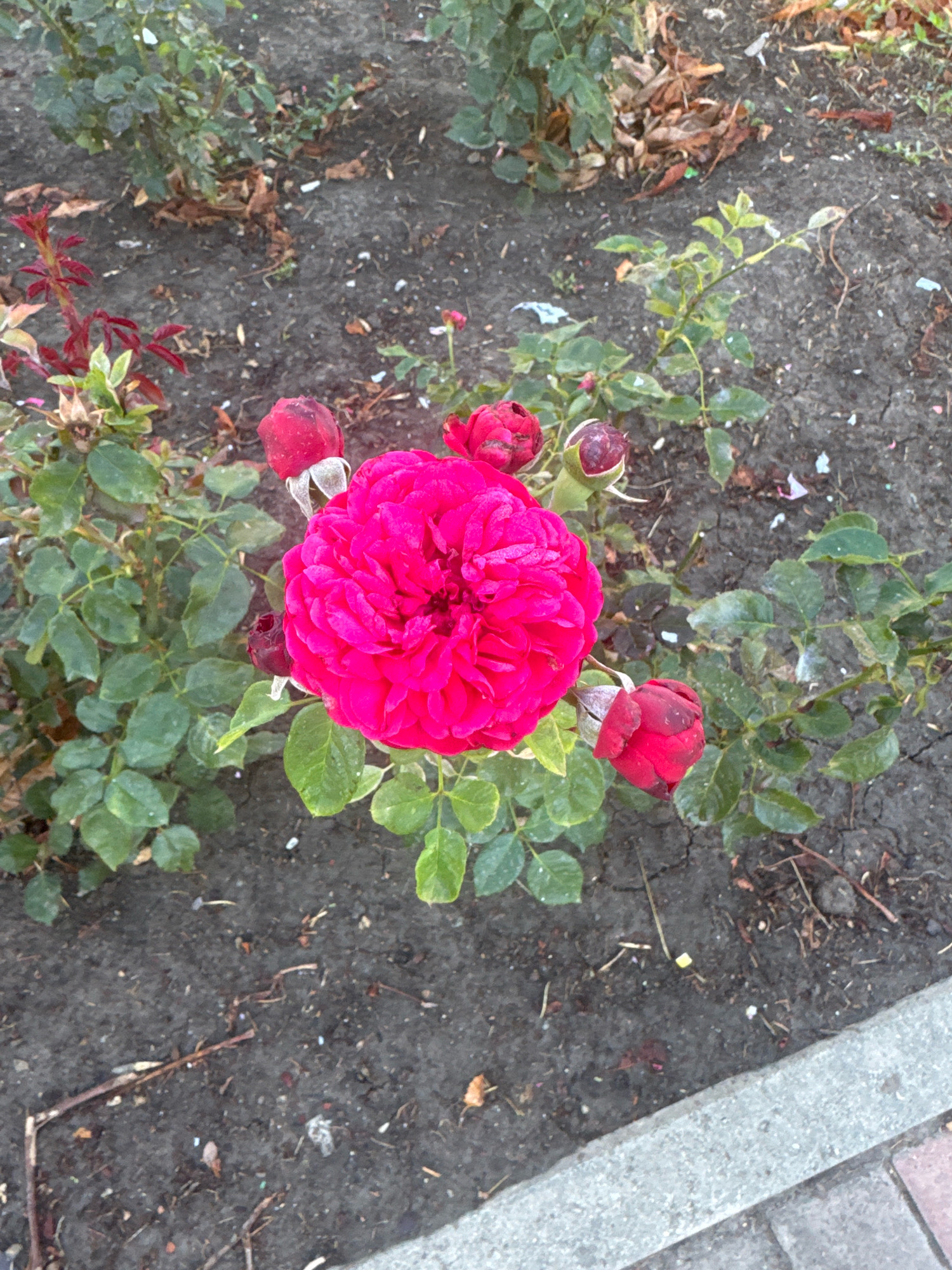 An aerial shot shows a close-up of a bright pink rose in the city of Anapa, Russia. The rose has many petals and is surrounded by green leaves. There are also several red rosebuds on the bush, some partially open and others fully closed. The rose bush is planted in dark soil, which appears to be dry and cracked in places. The background shows more of the rose bush and the surrounding ground, with some dry leaves and debris scattered about. A concrete curb and brick pavement are visible in the lower right corner of the frame.