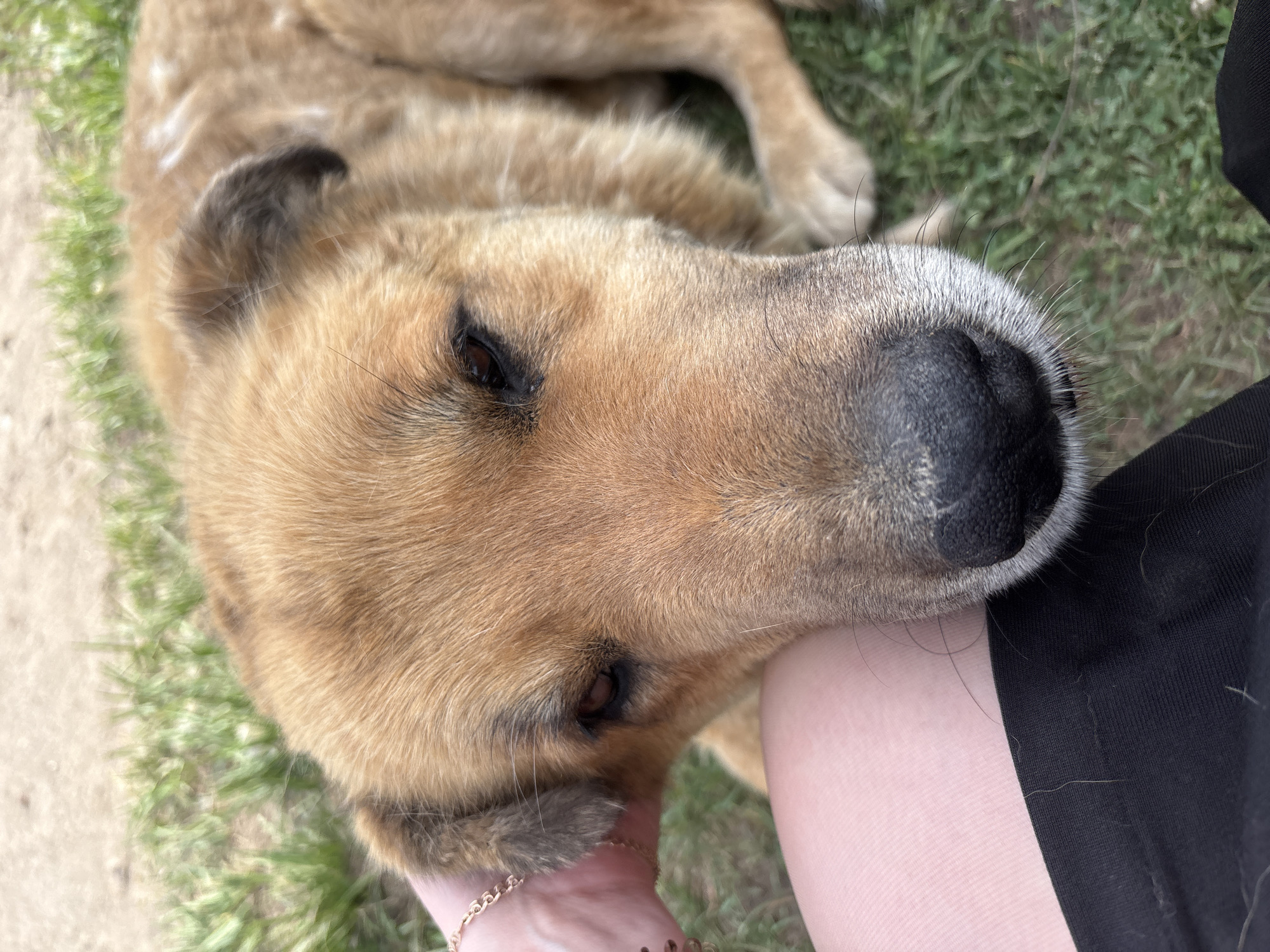 A brown dog with black ears is resting its head on a person's leg. The person is wearing black pants. The dog is lying on green grass, and a small patch of concrete is visible in the background. A hand with a gold chain bracelet is visible touching the dog's face. The scene is outdoors. The city of Noviy, Russia is not visually confirmed in this image.