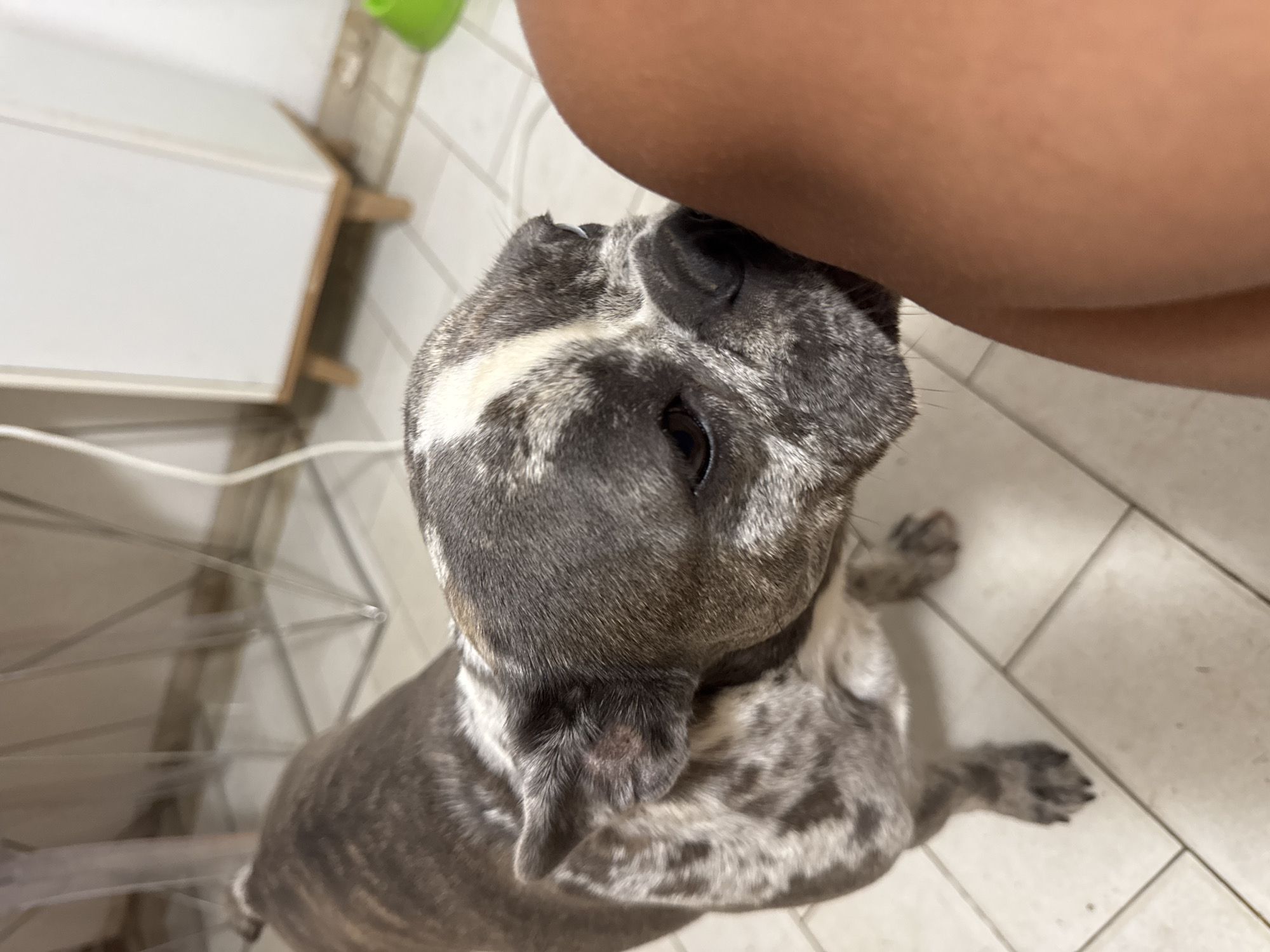 A brindle French bulldog is being held or is leaning against the leg of a person. The dog's head is turned towards the camera, with its nose touching the person's leg. The dog has a spotted coat pattern with white markings on its face. The background shows a tiled floor and a white cabinet. The scene appears to be indoors, likely in a residential setting. The location is not specified in the image.