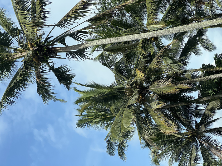 A low-angle shot showcases multiple coconut palm trees against a blue sky with wispy clouds. The trees' trunks and fronds fill most of the frame, creating a dense canopy. Sunlight filters through the leaves, casting shadows and highlighting the textures of the bark and fronds. Coconuts are visible near the top of some trees. Other trees are visible in the upper right of the frame. The composition is dynamic, with the trees angled in different directions, creating a sense of depth and movement.