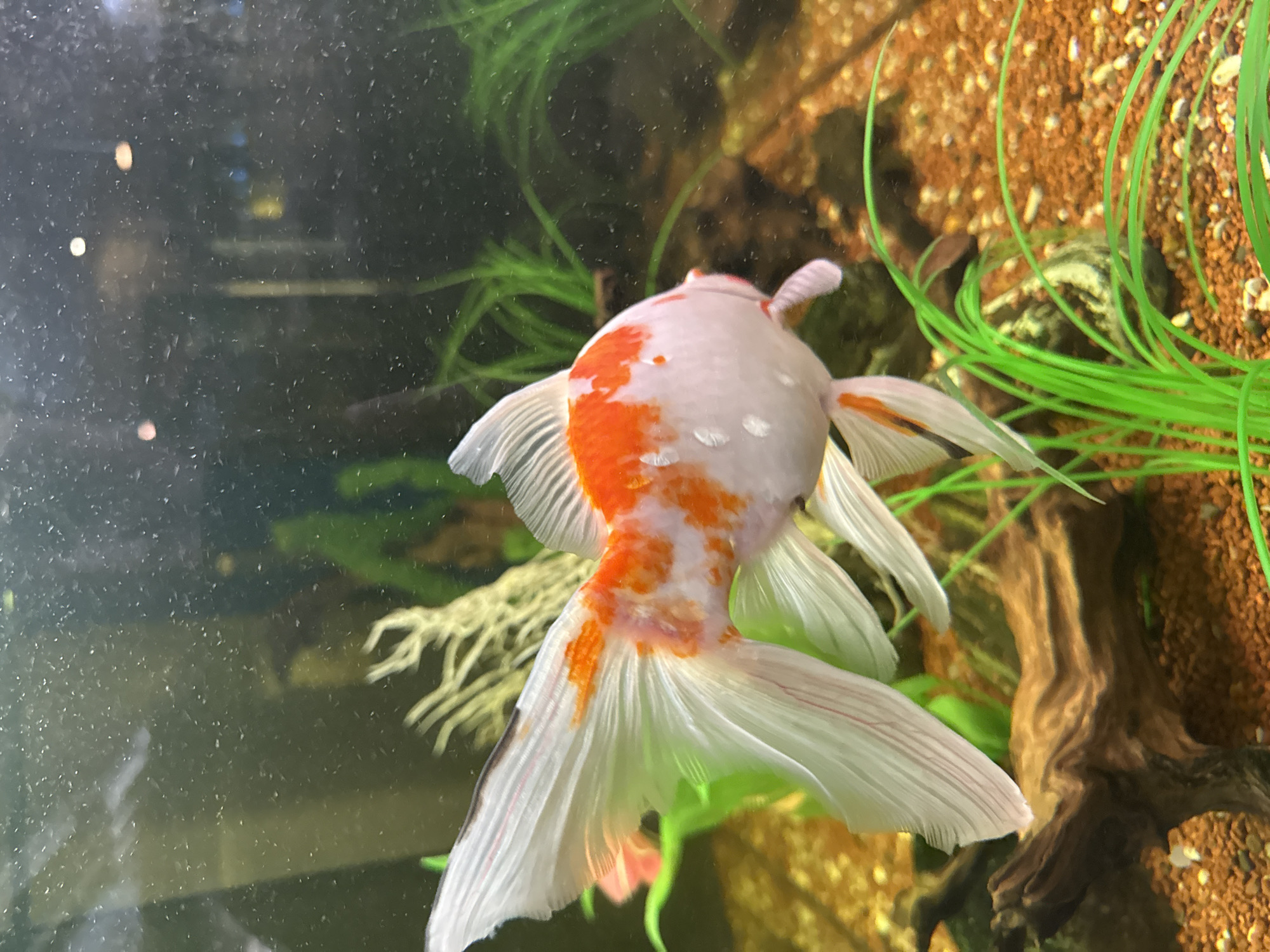 A white and orange goldfish swims in an aquarium. The background contains green plants, gravel, and a piece of driftwood. The aquarium glass is partially obscured with water stains. The photo does not contain any information to identify a location within Moscow, Russia.