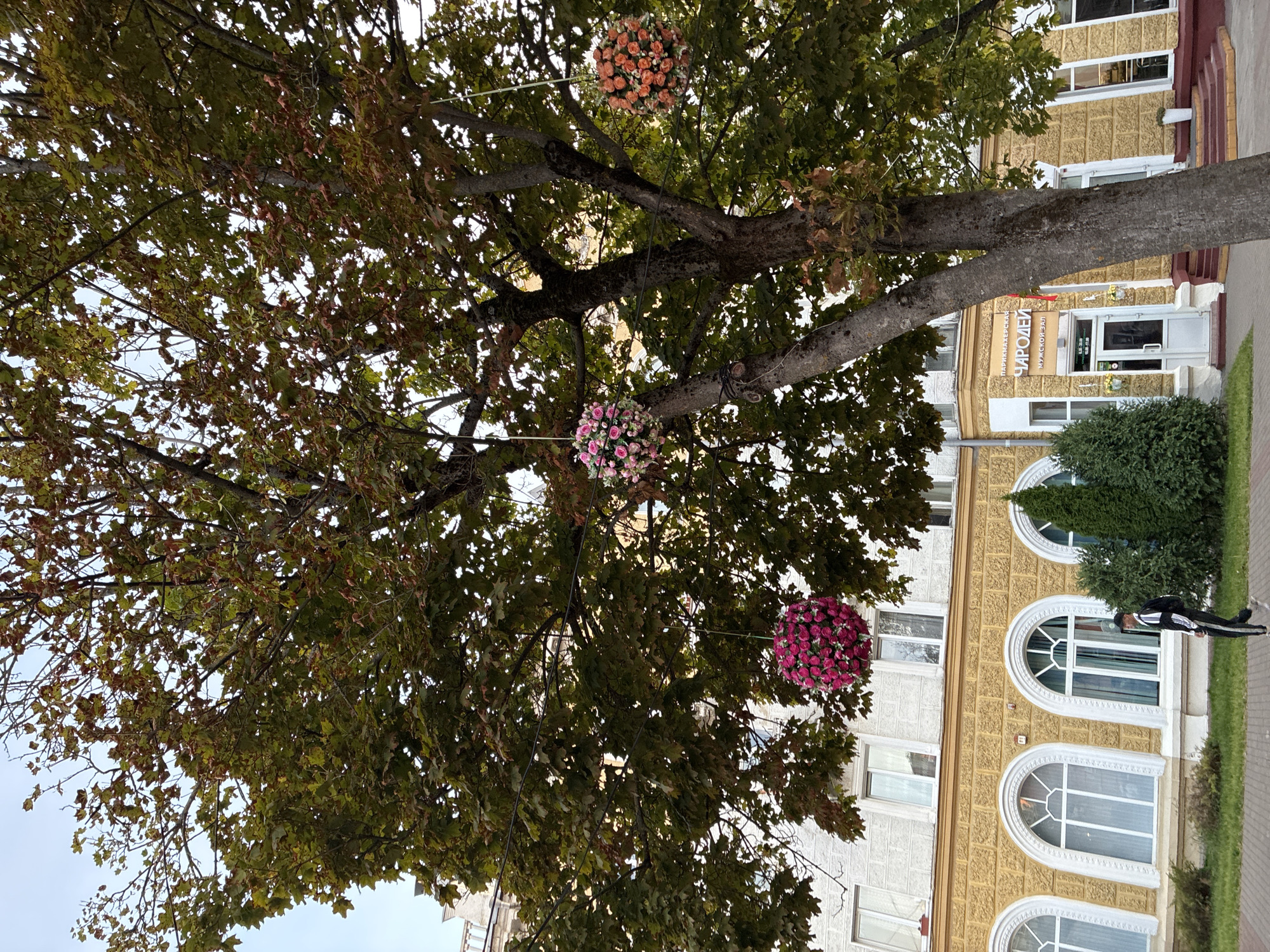 An exterior, eye-level, vertical shot captures a mature tree with lush green leaves, some showing autumnal browning, adorned with three spherical floral arrangements suspended by ropes. Two arrangements are visible on the left, one a vibrant pink and the other a softer pink, while a third, peachy-orange arrangement hangs on the right. The tree's trunk is thick and textured. Behind the tree, a two-story building features a textured yellow facade on the lower level with arched windows and white detailing. The upper level is a lighter color with rectangular windows. A young male individual, wearing dark pants with a white stripe and a dark jacket with a white collar, walks away from the camera towards the right on a paved walkway in front of a strip of green grass and manicured bushes. Above the door of the building, a red sign with white Cyrillic lettering reads "ЧАРОДЕИ", indicating a salon, with smaller text below specifying "МУЖСКОЙ ЗАЛ" (Men's Hall). The scene is set against a pale, overcast sky. This is likely on Pervomayskaya Street in Mahilyow, Belarus, a common street for decorative floral arrangements in the city.