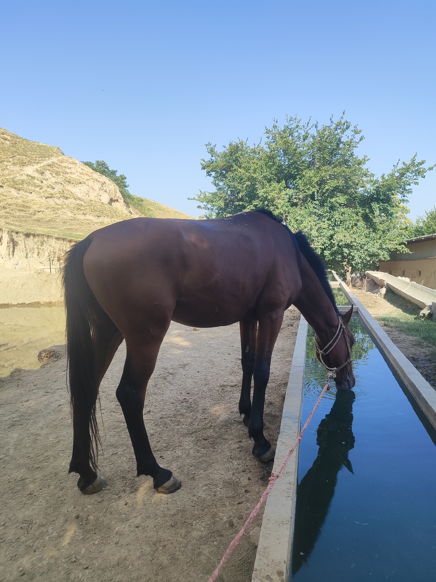 In Sultonobod, Tajikistan, a dark brown horse is drinking water from a long, rectangular concrete trough. The horse is positioned to the left of the trough, with its head lowered into the water. A pink rope halter is around its head and neck, extending down to the water's surface. The ground surrounding the trough is a light brown, dusty earth. In the background, a large green tree stands to the right, and a sloping, arid hillside with some vegetation is visible to the left. The sky above is clear and blue.