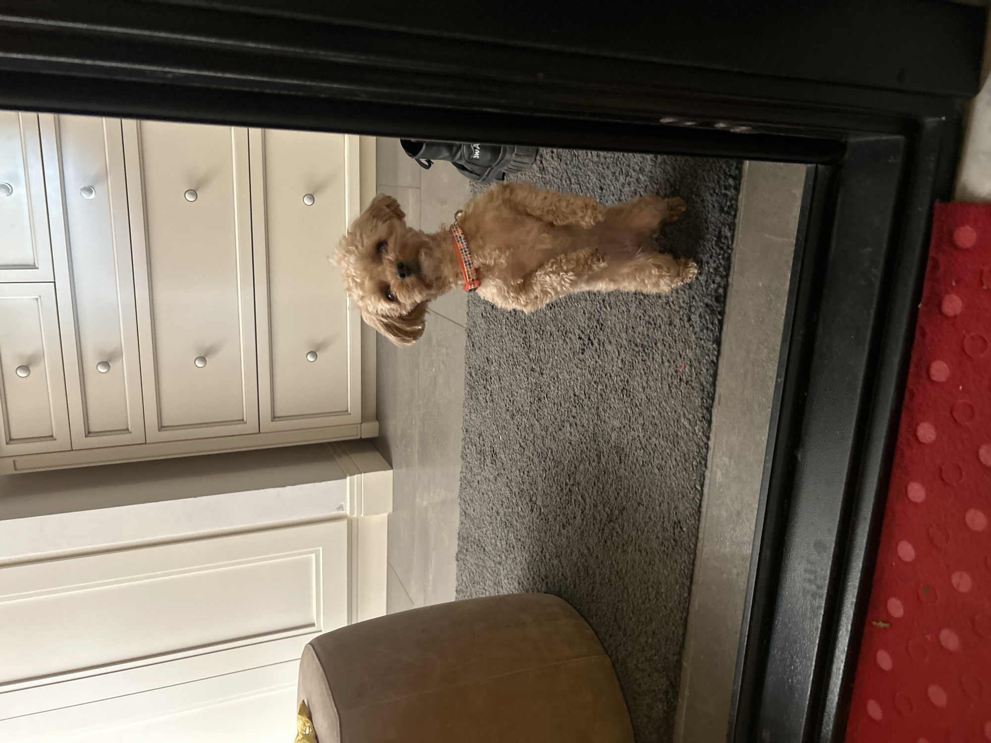A small, light brown, curly-haired dog is captured lying on its back through a dark door frame. The dog, resembling a poodle or poodle mix, rests on a dark gray shaggy rug with its head slightly tilted and looking towards the viewer. It wears an orange and black plaid collar. Its body is stretched out, indicating a relaxed posture.
Beyond the dog, a room features light beige or off-white built-in cabinetry with multiple doors, each adorned with a silver circular knob and rectangular paneling. A black shoe with text, possibly "SNY W" or "SMY W", on its side is visible on the floor in the background.
In the foreground, to the left of the door frame, part of a red mat with a pattern of raised circular dots is visible. To the bottom right, a section of a brown upholstered stool or ottoman is present. The scene is an indoor setting, likely a home, observed through an open doorway. The lighting is soft and even, typical of indoor conditions. Faint, indistinct text that resembles "THE" might be subtly embossed on the black door frame itself. The dog appears calm and attentive.