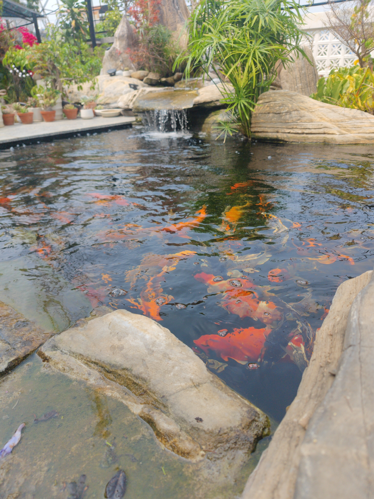 The image shows a koi pond, likely in an urban setting in Unknown, Unknown, given the glimpse of building structures in the background. The pond is filled with numerous koi fish, distinguished by their bright orange and black coloration. The water's surface is rippled, reflecting the surrounding vegetation and sky. The pond is enclosed by large, rough-hewn stones, some of which are partially submerged. On one side, there is a small waterfall cascading into the pond from an elevated rock formation surrounded by green plants. The edge of the pond is lined with a concrete walkway where potted plants are placed. The overall impression is of a carefully landscaped and maintained aquatic garden.
