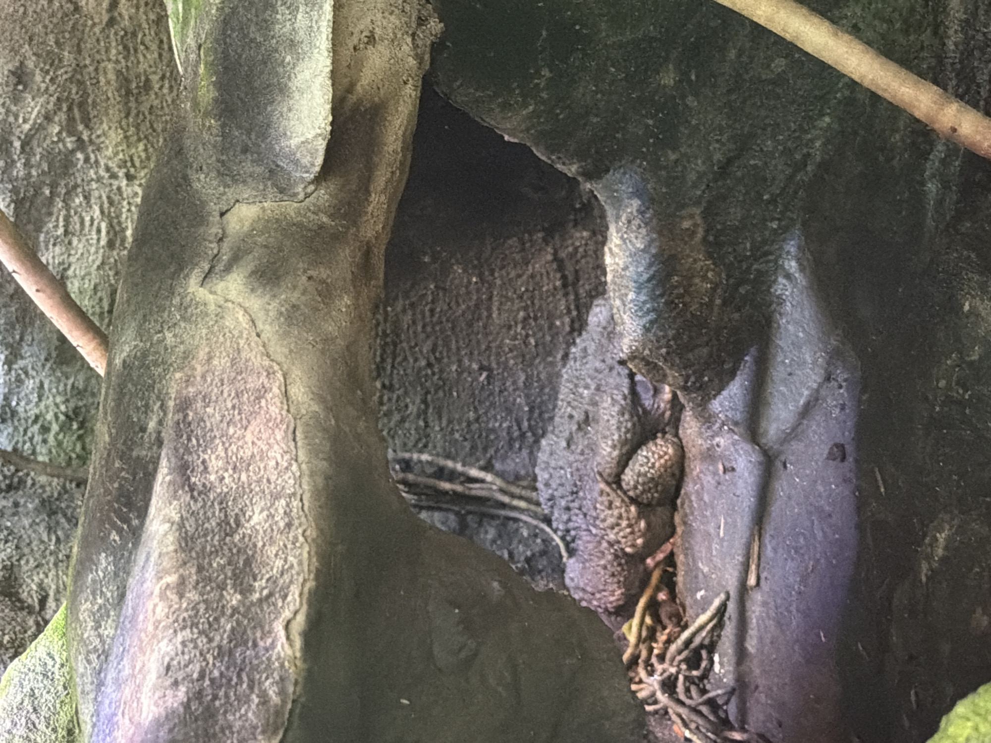 The image shows a close-up view of a rough, textured rock formation with a dark opening. Several gnarled, brown branches or roots are visible within the opening and around the base of the rocks. The rocks themselves appear weathered, with cracks and uneven surfaces. One prominent rock in the foreground is a light gray with a rough, almost crystalline texture, while a darker rock formation to the right has a smoother, more mottled appearance. In the center right of the image, nestled within a crevice, are several small, bumpy, grayish-purple objects that resemble eggs or seed pods. The lighting suggests it might be daytime, with some areas illuminated and others in shadow, hinting at an outdoor or dimly lit indoor environment like a cave or terrarium. The overall mood is one of natural enclosure and subtle detail, focusing on textures and organic elements within the rock and vegetation. There is no visible text.
