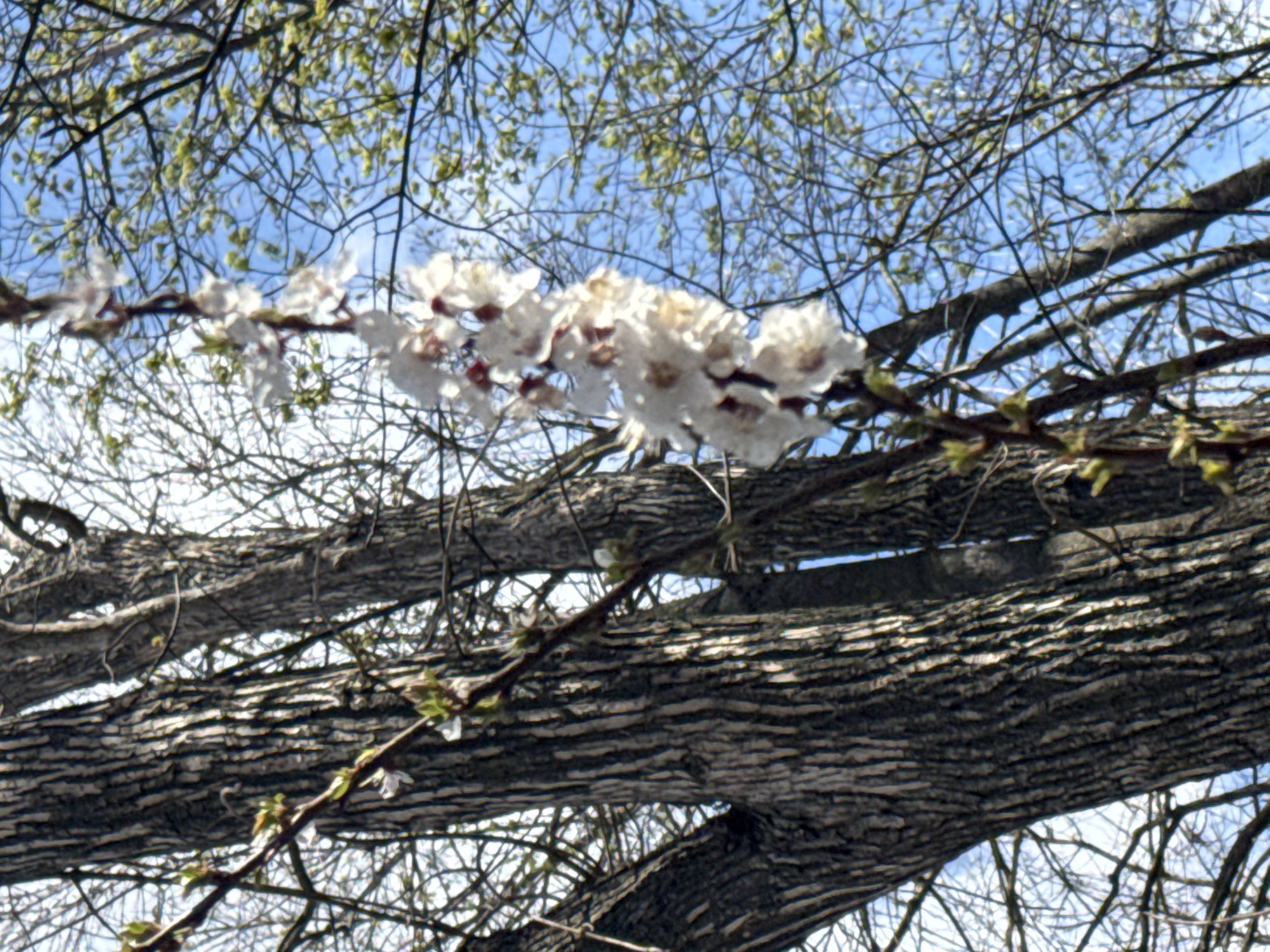 The image shows a tree branch in bloom against a backdrop of a blue sky and other tree branches. The bark of the main branch is rough and textured. The blossoms are white and clustered along the branch. Smaller branches with nascent leaves are also visible. Based on the visual evidence alone, there's no information to confirm the location is Rostov-on-Don, Russia.