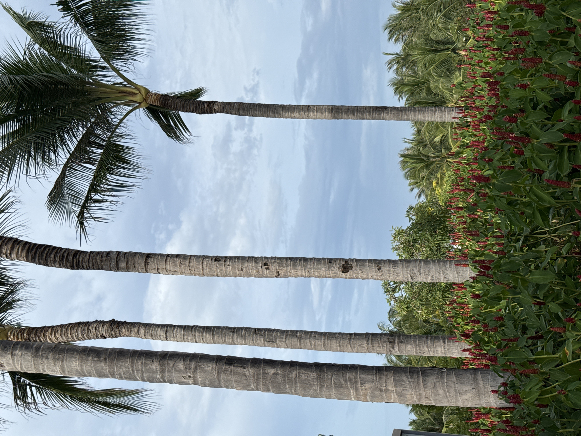 This image depicts a tropical scene with a focus on lush vegetation. In the foreground, a dense bed of vibrant red flowers with green leaves stretches across the frame. Behind the flowers, four tall palm trees stand prominently, their textured trunks varying in thickness and color. The background is filled with more palm trees and other tropical foliage, creating a sense of depth and abundant nature. The sky above is a soft blue with scattered white clouds, suggesting a pleasant, possibly overcast day. There are no people or animals visible in the image. The setting appears to be a well-maintained garden or park, possibly a resort or public space in a warm climate. The image does not contain any identifiable landmarks or clues that would specifically place it in Cam Đức, Vietnam.
