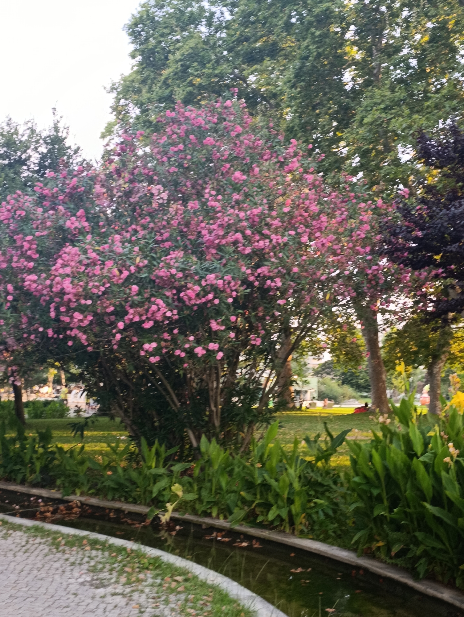 A sunlit park scene features a large bush laden with pink blossoms, dominating the center foreground. To the right, a tree with dark purple foliage stands out. Behind these, several large, leafy green trees create a lush backdrop, with some sunlight filtering through their canopies. A narrow water feature, possibly a decorative stream or pond, runs along the bottom edge of the frame, bordered by tall green plants. A paved walkway with a textured, cobblestone-like pattern is visible in the lower left corner. In the middle ground, a grassy area is illuminated by the sun, with a few distant figures and structures suggesting a public park setting. The sky above is bright and overcast. This scene is likely in the Parque Natural da Arrábida, a protected natural park and landscape near Setúbal, Portugal, which is known for its diverse flora and scenic beauty.