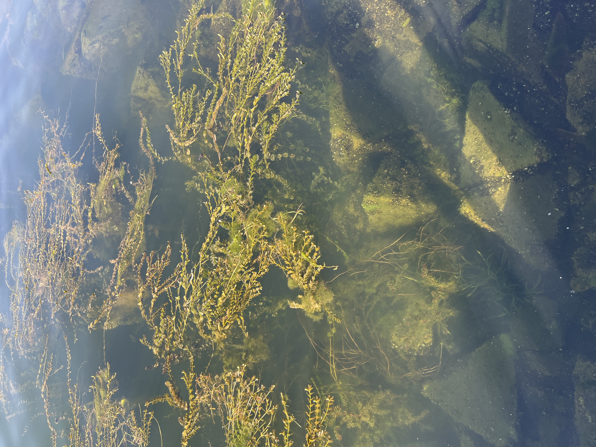 The image depicts a view of submerged aquatic plants and rocks in clear water, likely a river or lake. The scene is characterized by an abundance of green and brown aquatic vegetation, with some plants appearing to be floating or growing from the bottom. Several rocks are visible beneath the surface, some of which are partially covered in algae. Sunlight penetrates the water, creating dappled patterns of light and shadow on the submerged objects. There are no people visible in the image.
The overall impression is one of a natural aquatic environment. The clarity of the water suggests it may be a clean and relatively shallow body of water. The presence of rocks indicates a natural riverbed or lake bottom. The time of day appears to be daytime, as indicated by the sunlight. There are no specific weather cues, but the sunlight suggests fair weather. No text is visible in the image. The setting is likely a natural water body.