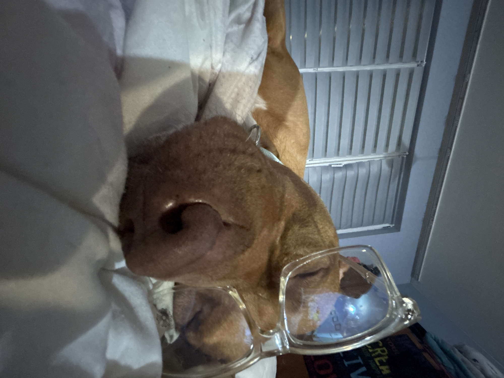A close-up, somewhat skewed photograph shows a tan-colored dog with its nose nearly touching the camera lens. The dog appears to be lying down on a white sheet, with the window blinds visible in the background. A pair of glasses rests on the dog's head, partially obstructing the view of its face. The book cover is visible near the right side of the dog. The location is not discernible from the image.