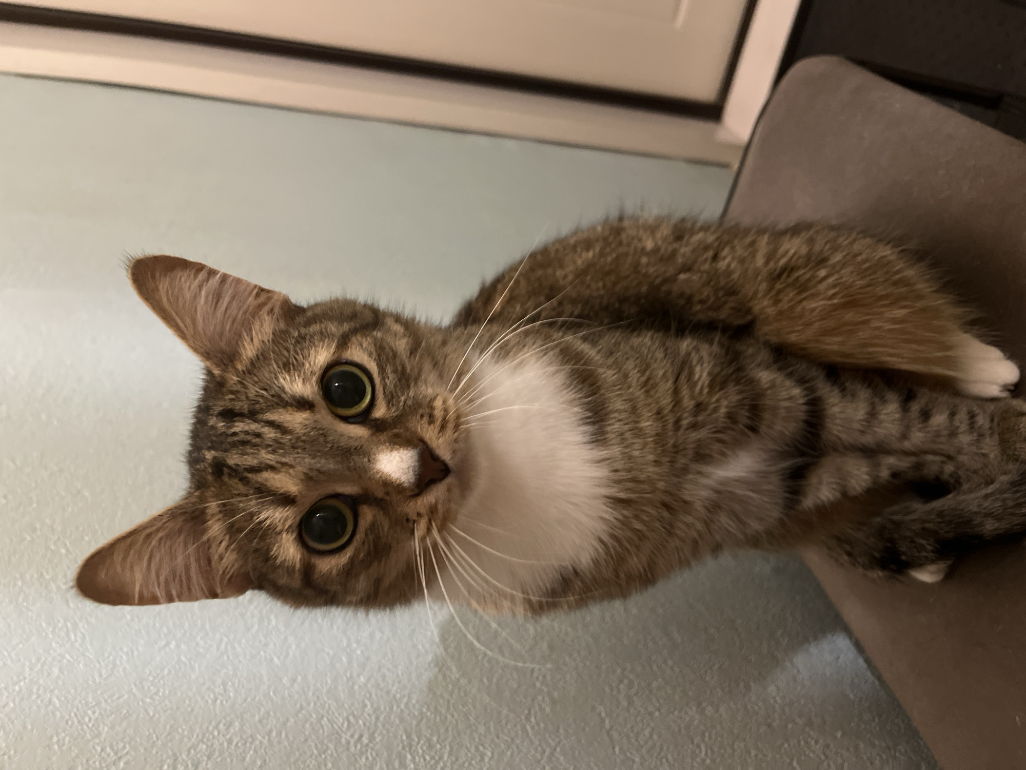 A cat with green eyes, brown and white fur, and a small white spot on its nose is looking directly at the camera. The cat is resting on a brown surface, possibly a couch. The background is a light blue wall with a white window frame above. The image does not contain enough information to provide the location in the city of Izhevsk, Russia.