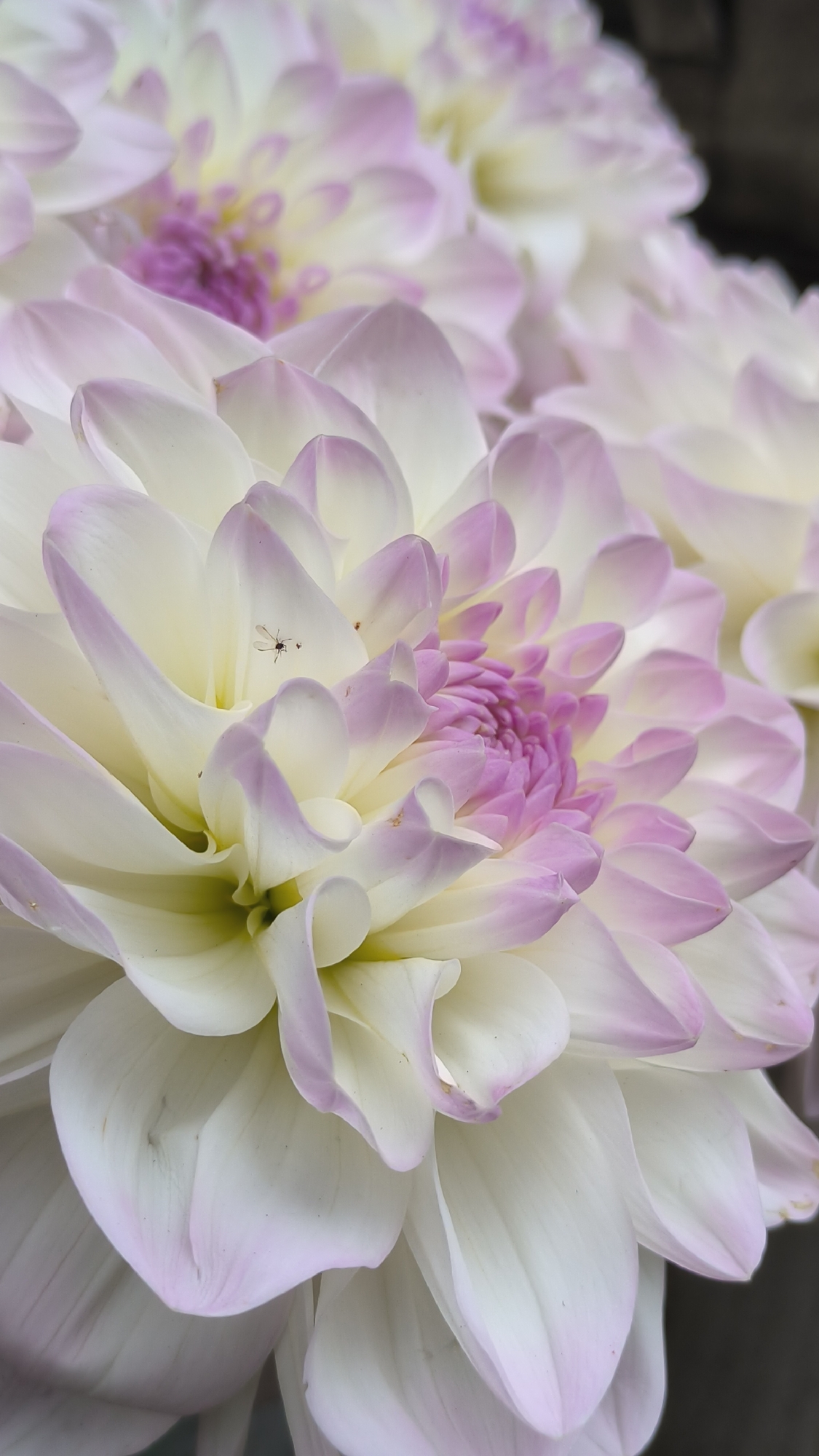 A close-up, vertical, eye-level shot captures a cluster of white dahlias with delicate lavender tips. The flower in the foreground is in sharp focus, revealing intricate petal layers and a vibrant pink center. A tiny, dark insect is perched on one of the petals. The background is softly blurred, showing more of the flowers and a dark, indistinct surface, possibly a wall or foliage. The lighting is soft and diffused, highlighting the textures and subtle color variations of the petals. No specific location in Lviv, Ukraine is discernible from the image.