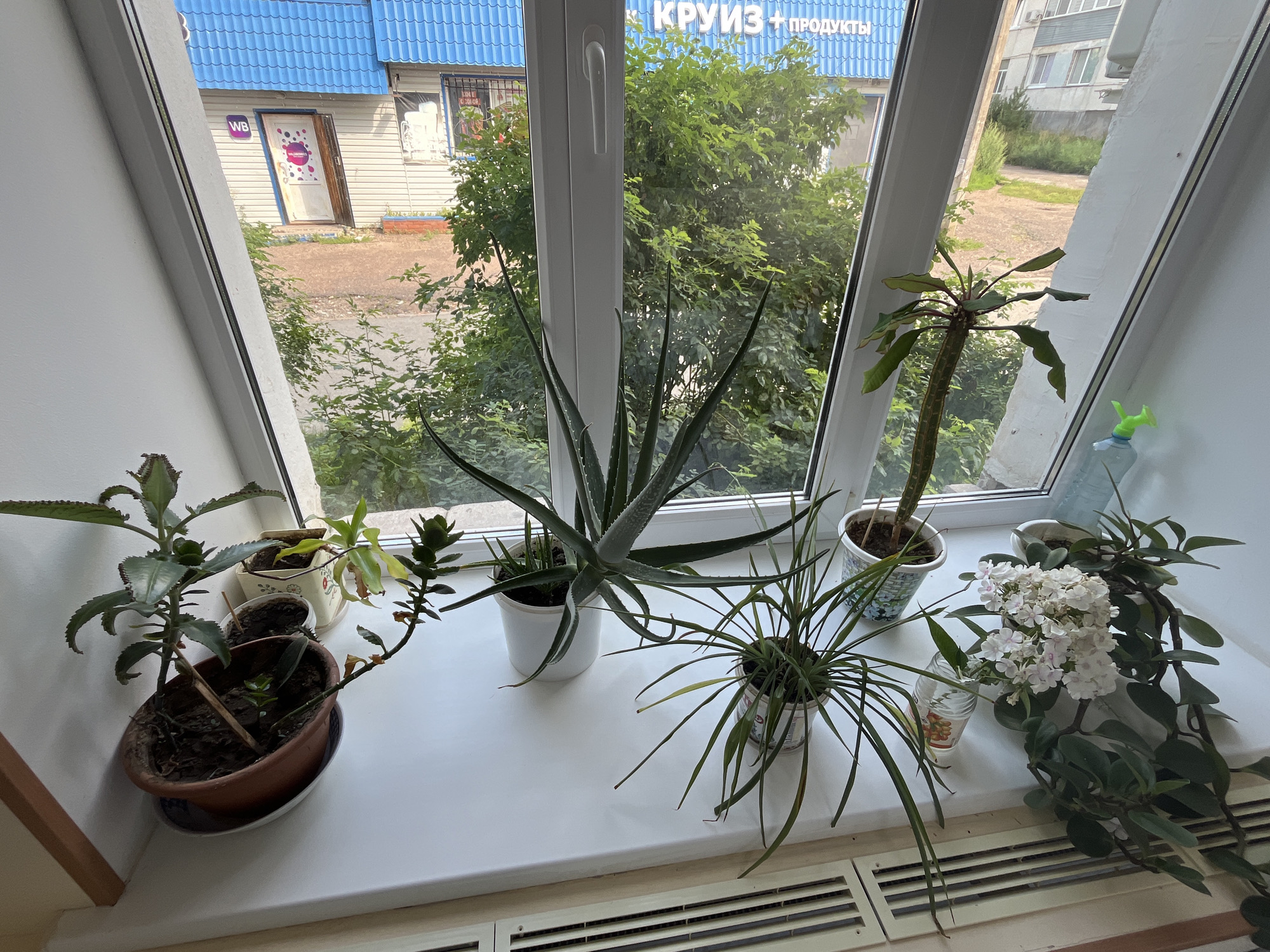 A collection of potted plants sits on a white windowsill, overlooking a street scene in Blagoveshchensk, Russia. The window features a blue-tiled building with signage that reads "КРУИЗ + ПРОДУКТЫ" (Kruiz + Products) and "WB". A tree-lined street with a building in the background is visible through the window. The plants include an aloe vera, a succulent, and a flowering plant with white blossoms. A green watering can is also present on the windowsill. The image is captured from an interior perspective, facing outwards.