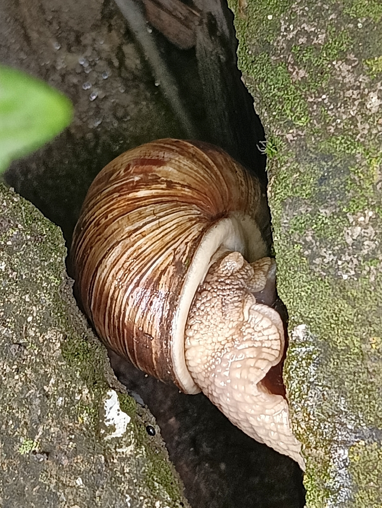 A large land snail is observed within a narrow, dark crevice between two rough, vertical surfaces heavily colonized by moss. The snail's spiraled shell, brown with distinct cream-colored stripes, is positioned centrally, angled from the upper left to the lower right. Its textured, pale beige body extends from the shell's aperture, exhibiting a visibly bumpy skin surface. The body emerges partially from the dark recess, with a portion of the head visible at the bottom right. The left surface bordering the crevice displays sparse green moss over a dark, textured base. The right surface is densely covered with vibrant green moss, intermingled with lighter, possibly drier, patches. Small, reflective liquid droplets are visible on the dark surface above the snail's shell in the upper left quadrant. A blurred, bright green object, possibly a leaf, is present in the upper left corner, out of focus. The scene is located in Unknown, Unknown.