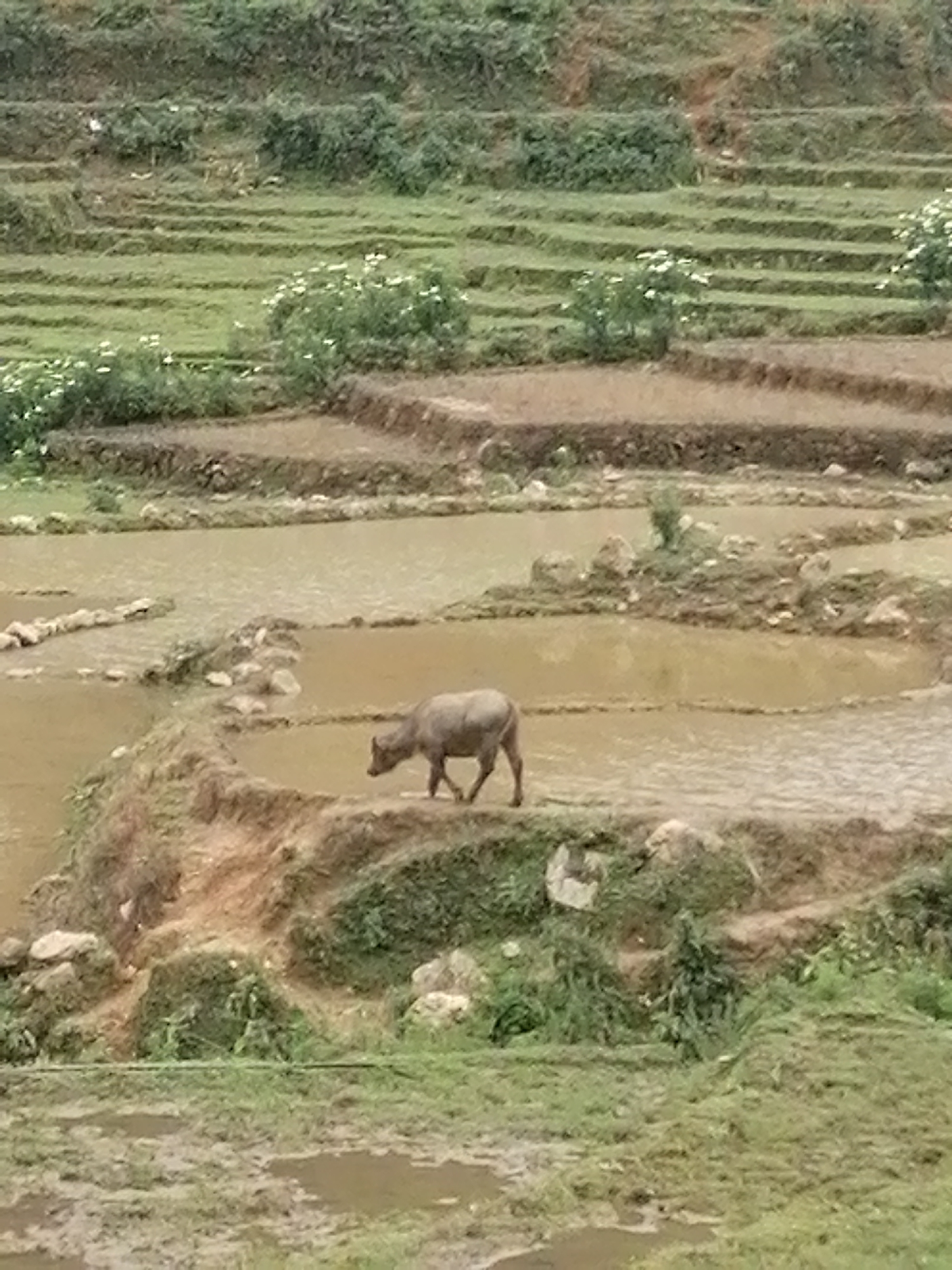 The image displays a tranquil rural landscape featuring terraced rice paddies, characteristic of mountainous agricultural regions such as Sa Pa Ward, Vietnam. The scene is primarily composed of various levels of cultivated terraces, many of which are partially filled with muddy water, creating reflective surfaces. These paddies are separated by earthen banks, some showing small rocks and reinforcing vegetation.
A single water buffalo is the central subject in the midground, walking steadily from left to right on a narrow earthen path between two water-filled rice fields. The buffalo has a light grey-brown hide and appears to be moving naturally within its environment, possibly grazing or navigating the fields.
Above the buffalo, additional terraces are visible, covered with green foliage, likely young rice or other crops. Several bushes bearing small white flowers are interspersed throughout the midground and background terraces, adding subtle bursts of color to the verdant landscape. The lighting is diffused and soft, suggesting an overcast sky or a time of day without direct harsh sunlight. The overall impression is one of peaceful agricultural activity and natural beauty. No people or visible text are present in the photograph.
