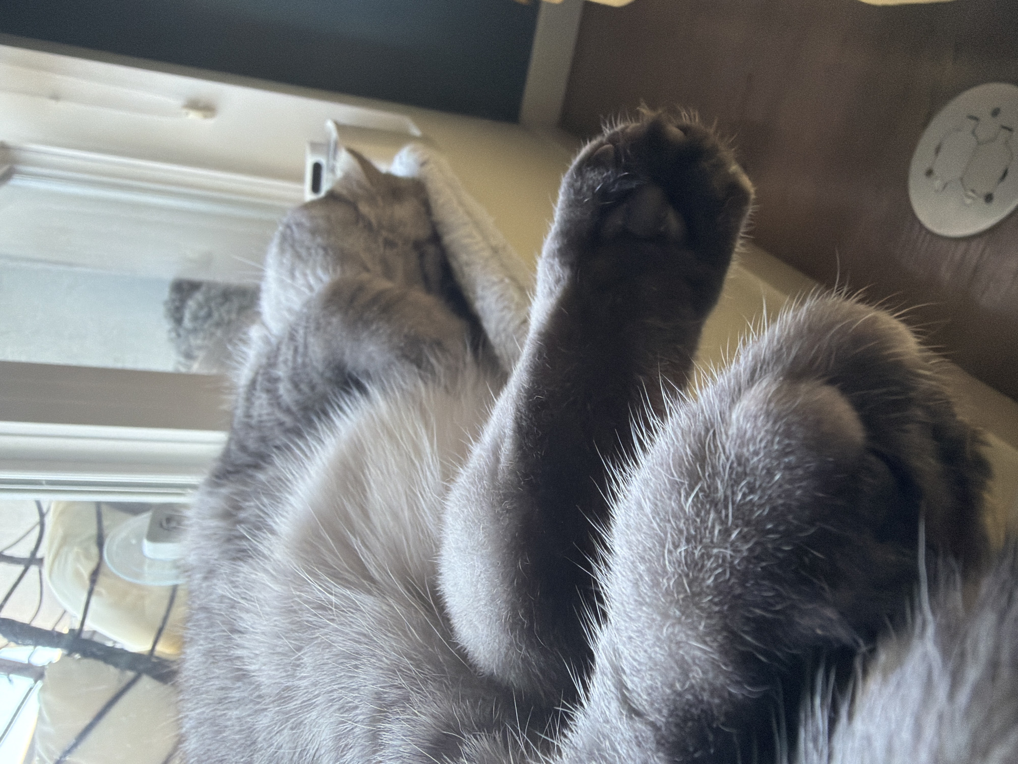 A close-up, eye-level shot shows the body of a grey cat sleeping on a window perch. The cat's fur is light grey and fluffy. Its paws are extended in front of its body, one resting on top of the other. The cat is facing to the right, with its head tucked against its body. In the background, a window allows light to enter the room, illuminating the cat and its surroundings. A dark wall is visible on the right side of the image, and a wooden floor is on the bottom. The overall impression is one of peace and comfort. The location is not determinable from the image.