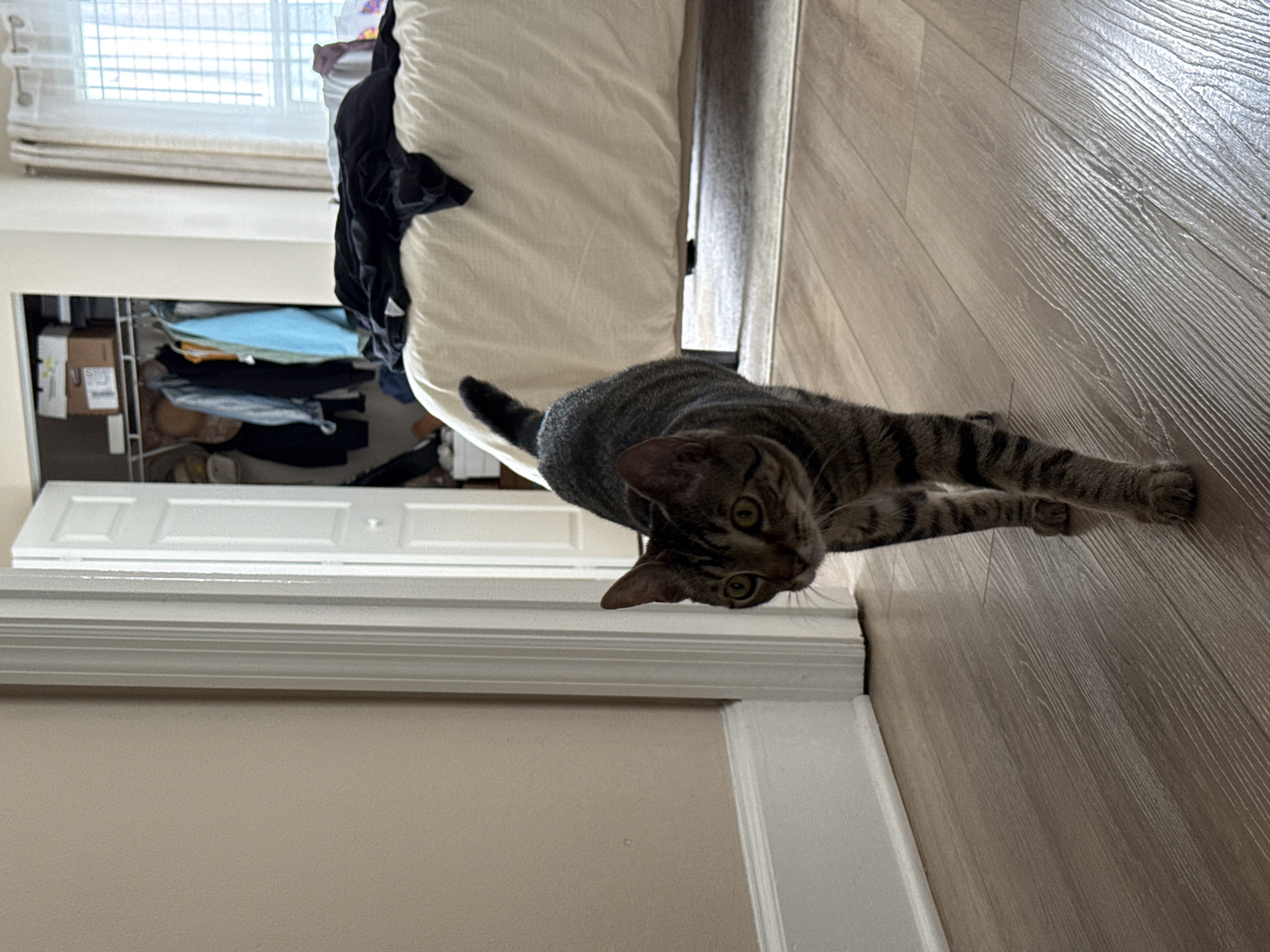 A tabby cat is stretching on a wooden floor in a room. The cat is dark gray with black stripes and yellow eyes. It is on its stomach with its front paws extended. Behind the cat, a closet is open, revealing clothes on hangers and shelves. To the left of the closet, a white door is visible. In the background, a white bed with a beige comforter is partially visible, and a window with white blinds is above it. The lighting suggests it is daytime, likely indoors.