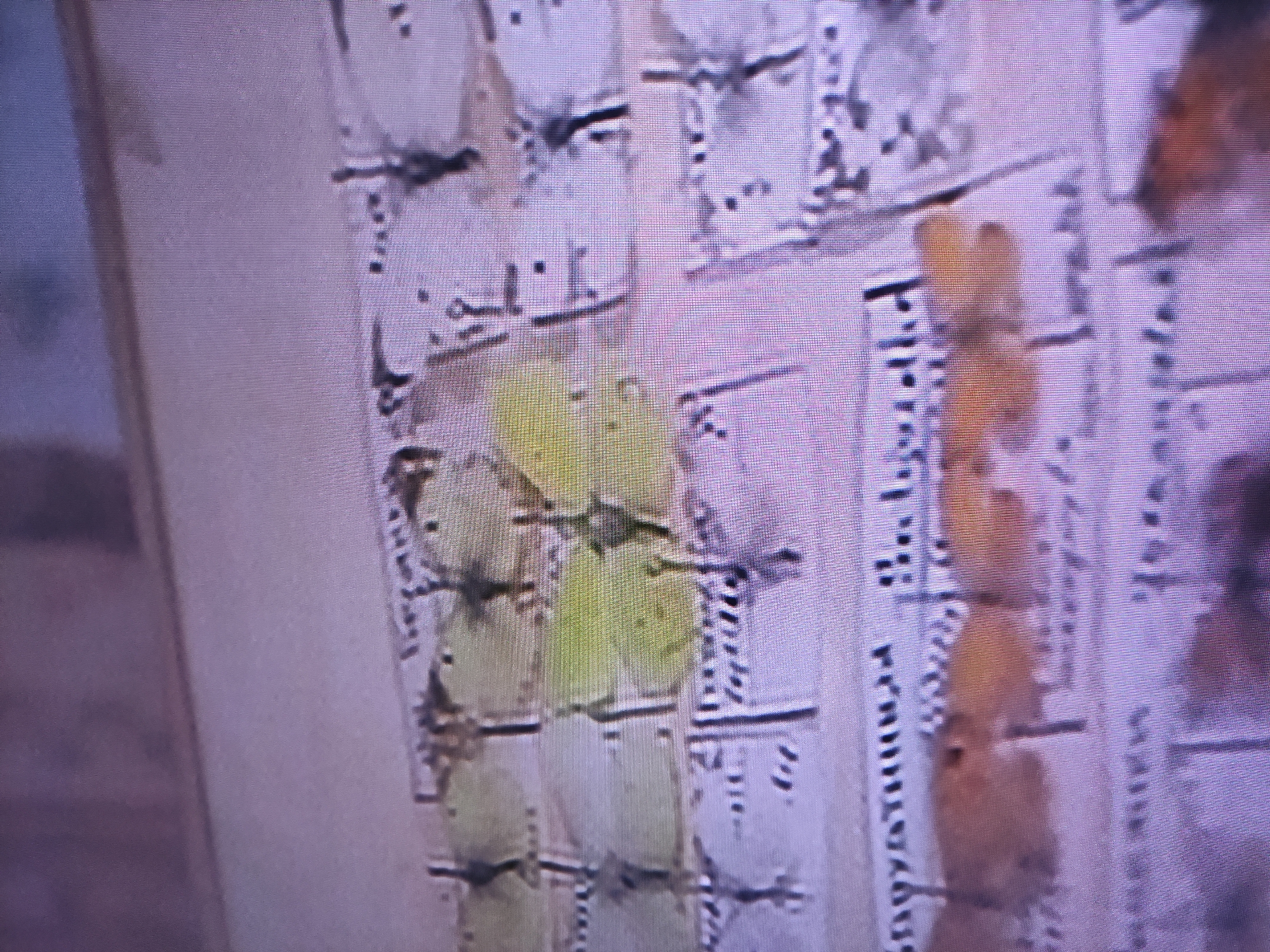 A close-up shot shows a collection of pinned butterflies displayed on a board. The butterflies vary in color, ranging from yellow and orange to shades of white and grey. The board has printed text next to each specimen, potentially indicating identification or collection data. The image is not clear enough to determine the exact location within Pavlodar, Kazakhstan, or any interaction with people.