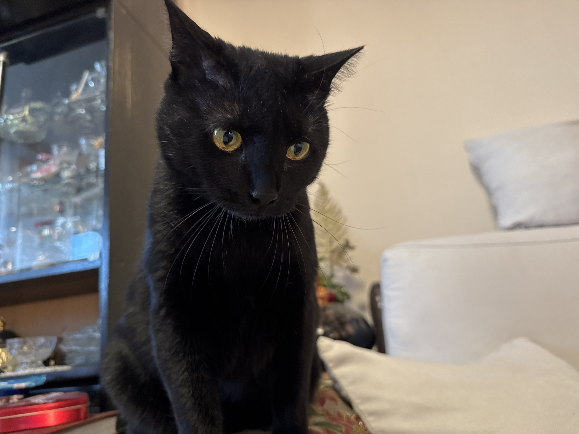A black cat with yellow eyes sits on a cushion in an indoor setting. Behind the cat to the left is a dark wood cabinet with glass doors displaying various decorative objects. To the right of the cat is a white sofa with a white pillow. The background wall is a light neutral color. The location is indeterminate as Sofia, Bulgaria is not discernible from the image.