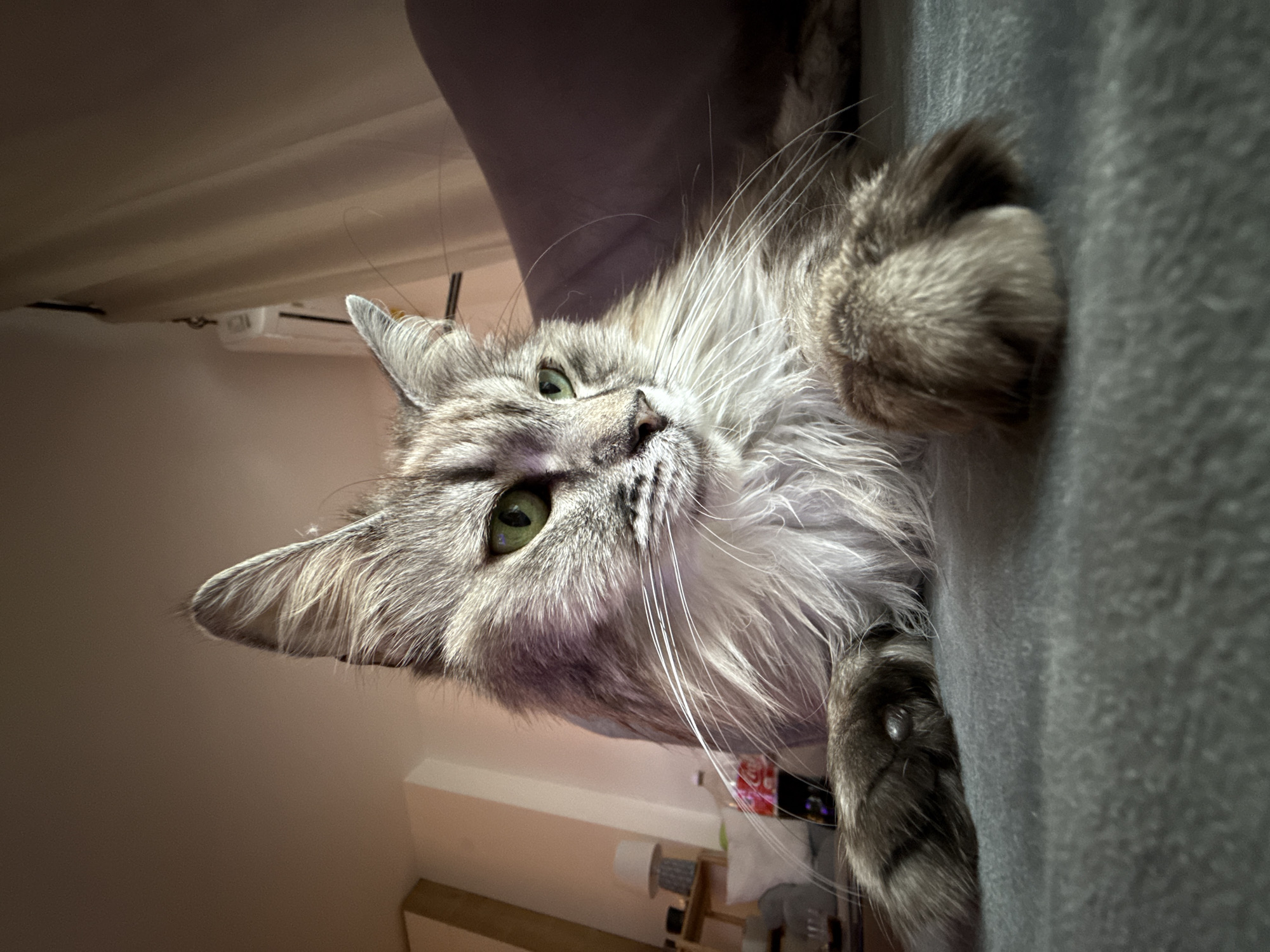 The image captures a close-up of a fluffy, long-haired cat, likely a Maine Coon, with piercing green eyes, looking directly at the camera. The cat's fur is a striking mix of gray and white, featuring prominent white whiskers and long tufts of fur around its face and ears. It is lying on a gray upholstered surface, possibly a sofa or bed, with its front paws partially visible.
The perspective is from below, emphasizing the cat's face and playful gaze. In the background, a light-colored wall is visible, along with an indoor air conditioning unit mounted high up. Hints of domestic clutter, including a wooden shelf base, a white cylindrical object (possibly a paper roll), and a bottle, can be seen in the lower background. Some thin wires are also discernible.
The scene takes place indoors, likely a home, and appears well-lit, suggesting either daytime or a brightly illuminated evening setting. The cat's expression conveys a sense of curiosity, alertness, and perhaps a gentle invitation. No readable text is visible in the image.