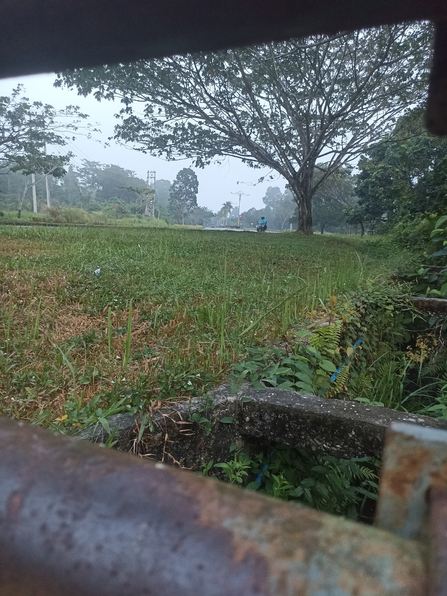 In the city of Kampung Tengah, Indonesia, a misty, overcast day creates a muted landscape. The foreground is partially obscured by a blurred, rusty metal railing, obscuring a concrete structure and dense green foliage. Beyond this, a grassy field stretches out, dappled with patches of dry, brown grass and small white flowers. In the mid-ground, a lone individual rides a blue motorcycle down a paved road. Towering trees with intricate branches dominate the background, their leaves a subdued green against the pale sky. The scene suggests a quiet, early morning or late afternoon in a semi-rural or park-like setting.