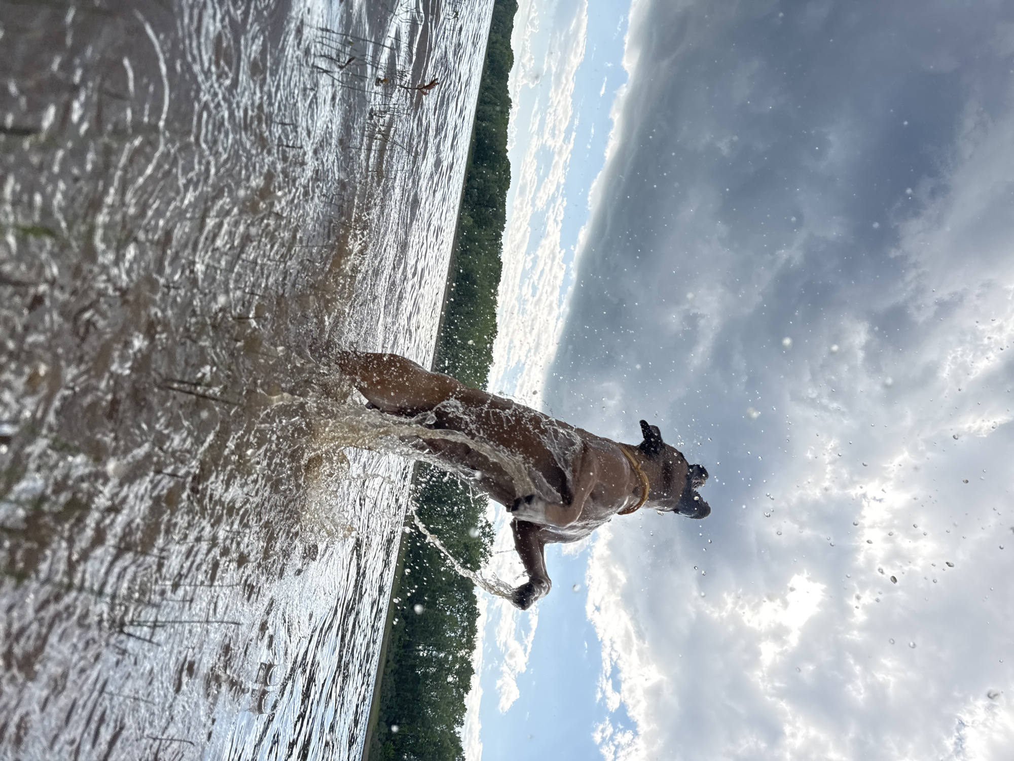 A medium-sized brown dog with a yellow collar leaps from a body of water, its hind legs still submerged and forelegs extended upward as it splashes. Water droplets are frozen in mid-air around the dog and in the sky. The dog's mouth is open and its ears are perked. The background consists of a vast expanse of water, a tree-lined shore, and a dramatic sky filled with dark, heavy clouds and patches of blue sky. The sun is visible behind the clouds, casting rays of light. The scene appears to be a natural environment, possibly a river or lake, with reeds or tall grass growing in the shallow water in the foreground. This image does not depict the city of Chaikovsky, Russia.