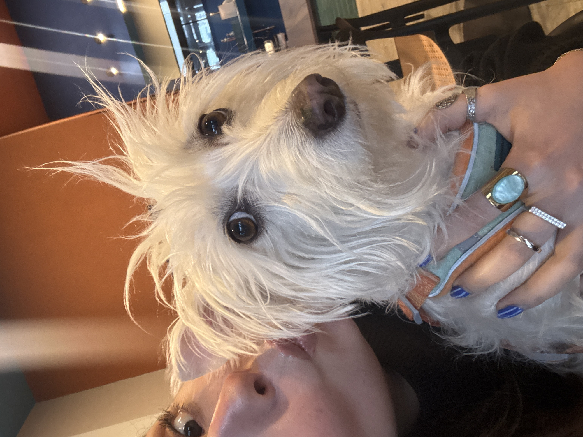 A white dog with messy fur is held close to a person. The dog's face is centered, with its brown eyes and black nose prominent. The person's face is partially visible, with a focus on their nose and one eye. The person is wearing multiple rings on their fingers, which are painted with blue nail polish. A dog collar in light blue and orange can be seen around the dog's neck. The background is blurred, with a hint of an indoor environment. It is impossible to discern the specific location as San Bernardino Tlaxcalancingo, Mexico, from this image alone.