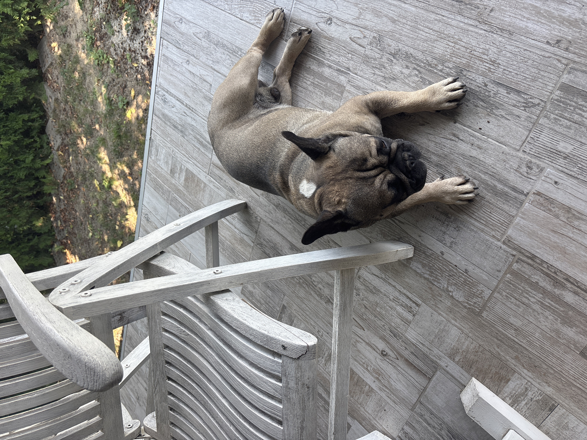 The image captures a French Bulldog lying on a wooden-tiled porch, next to a weathered white wooden chair. The dog is lying on its side, with its head resting on the ground and its eyes closed. A white patch of fur is visible on the dog's back, just behind its head. The porch flooring is made of rectangular tiles with a wood grain pattern. To the right of the porch, a green hedge and a patch of dry grass with some fallen leaves are visible, suggesting an outdoor setting possibly in Marten, Bulgaria. The lighting indicates it's daytime with sunlight casting shadows. The overall scene depicts a moment of rest and relaxation for the dog.