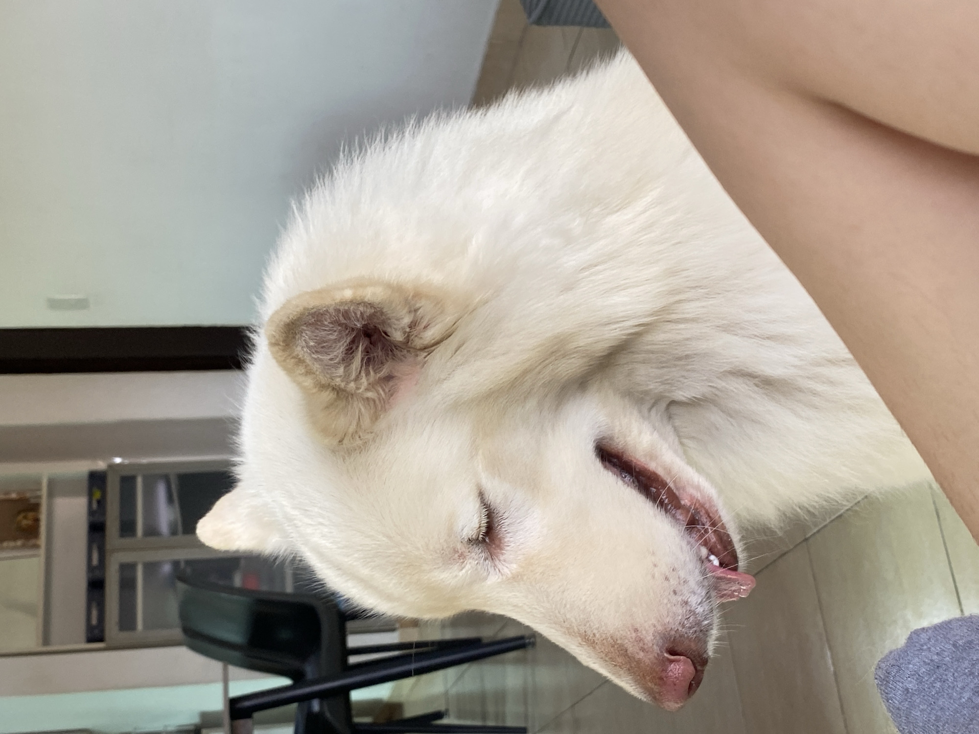 The image depicts an indoor scene in Macho Muerto, Venezuela, featuring a light-coated canine in a resting state. The dog, positioned in profile facing left, has its eyes closed and its mouth slightly ajar, revealing teeth and a visible droplet of fluid on its lower lip. Its nose is pink, and the inner details of its ear are visible. In the foreground, the lower leg and a foot clad in a grey sock belonging to a human are present on the left side of the frame, with an exposed human knee also visible on the right. The background on the left shows the dark legs and seat-back of a chair. The environment includes a tiled floor and light-colored walls. A shelving unit, containing various objects such as dark boxes and a small framed item, is visible against a back wall.