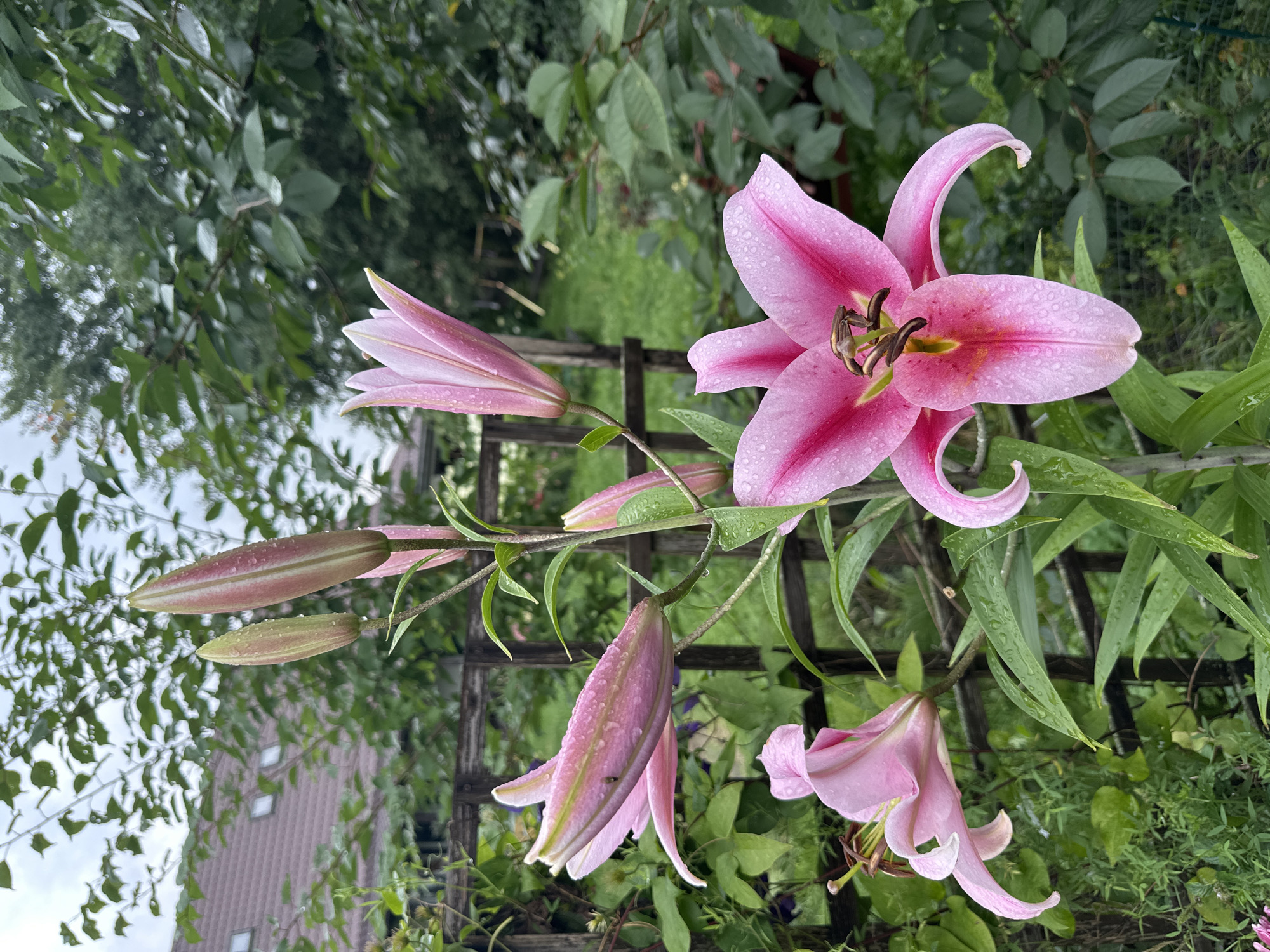 In Ромашкино, Russia, a close-up, eye-level shot captures several pink lilies in various stages of bloom. The foreground is dominated by a fully opened lily with vibrant pink petals that transition to a lighter pink towards the center, adorned with water droplets. To its left, another lily bud, partially opened and tilted, also shows water droplets. Further up the stem, two more closed buds, one predominantly green with pink tips and the other entirely pink, are visible, also glistening with water. The background reveals a wooden garden trellis, lush green foliage, and hints of a building's roof. The lighting suggests an overcast day, with soft, diffused light enhancing the dew-kissed appearance of the flowers.