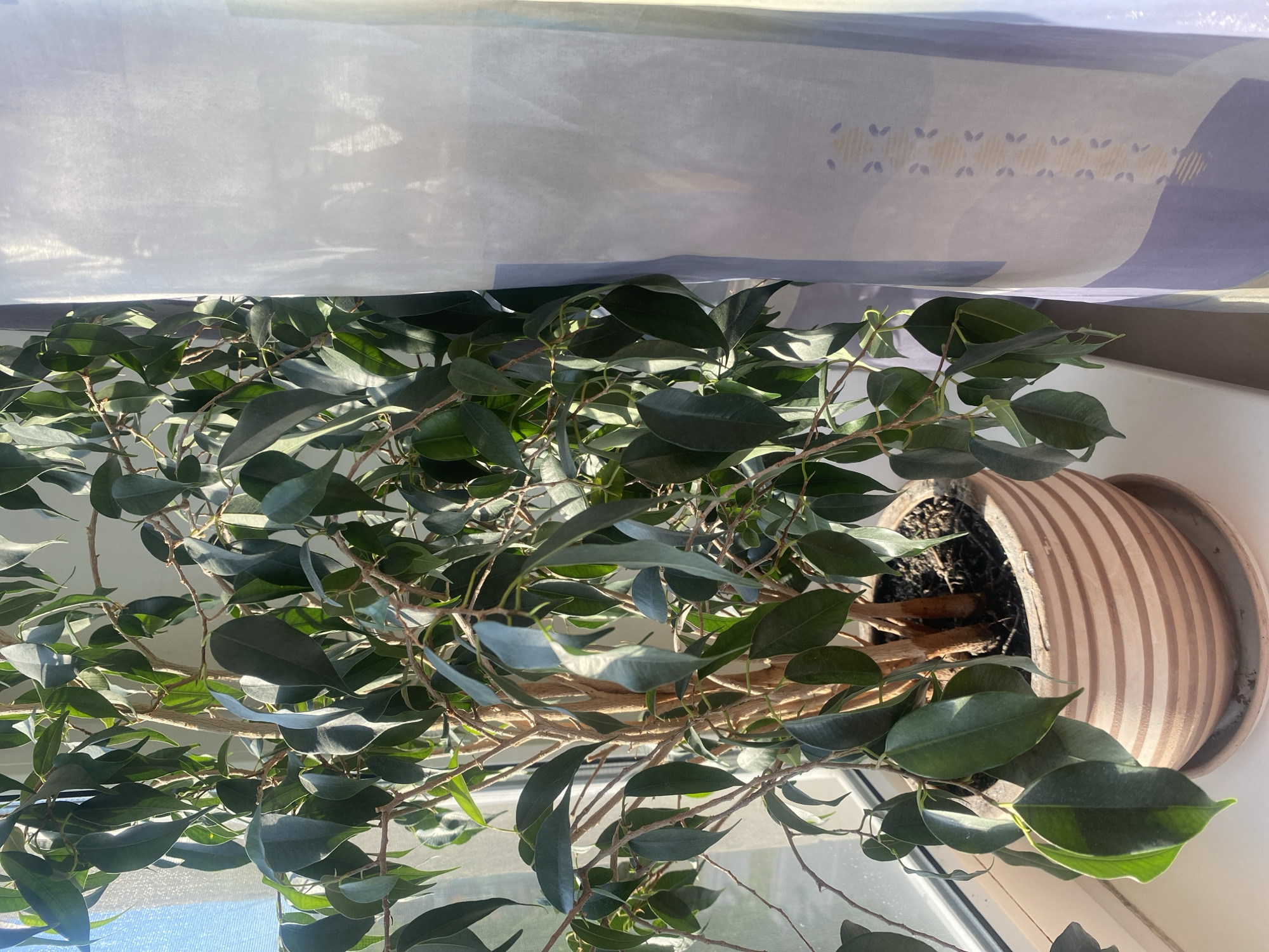A houseplant in a terracotta pot sits on a windowsill, partially obscured by a sheer white and blue curtain, in what appears to be a residential setting. The location in the city of Dnipro, Ukraine, is assumed. The plant has many branches and green leaves. The pot sits on a saucer. The light is bright, suggesting it is daytime.