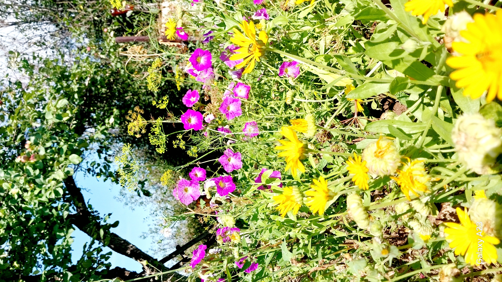 A close-up, low-angle, vertical shot captures a vibrant garden scene with a focus on colorful flowers and lush greenery. In the foreground, a cluster of bright yellow flowers with delicate petals dominates, some fully bloomed and others in bud. Behind them, numerous pink petunias with darker centers add a splash of contrasting color, interspersed with feathery, pale green dill flowers. The foliage is dense and verdant, with the soft light of day illuminating the scene. In the background, the dark silhouette of a tree trunk and branches suggests an orchard, with the dappled sunlight creating shadows and highlights on the leaves. The clear blue sky is visible through the canopy of leaves, hinting at a sunny day. The overall impression is one of a thriving, natural garden in the city of Novotroitskoe, Russia.