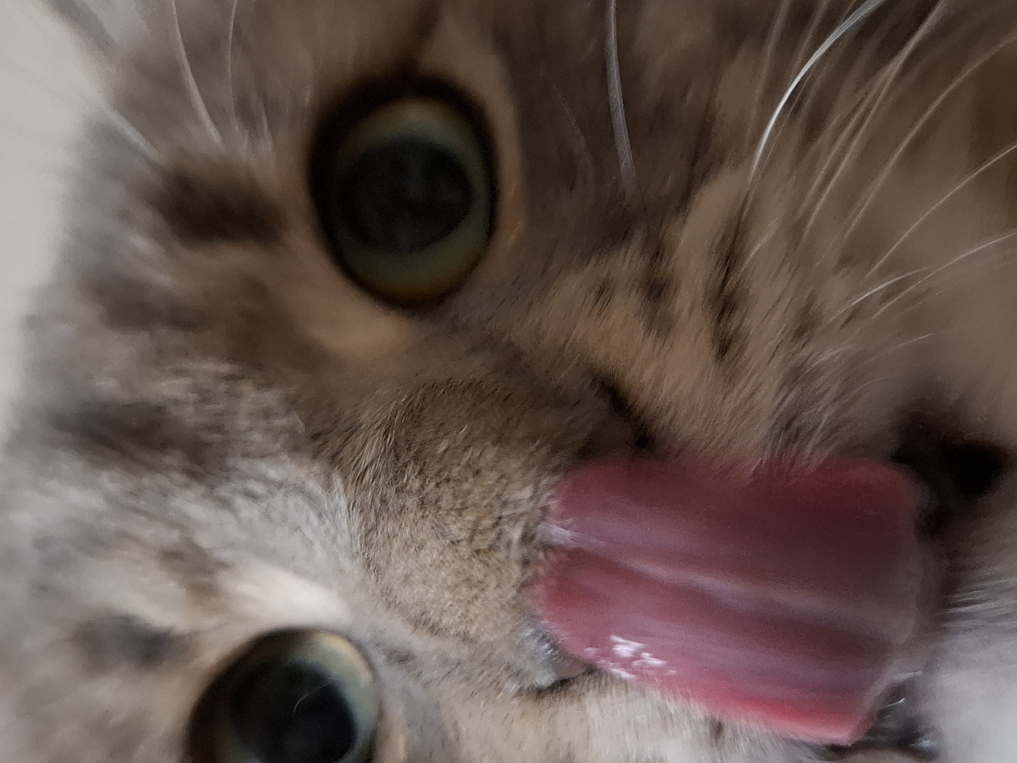 A close-up shot focuses on a cat's face. The cat has light brown and grey fur with two visible eyes that are green. The cat's pink tongue is sticking out, licking its nose. The location is not discernible from the image.