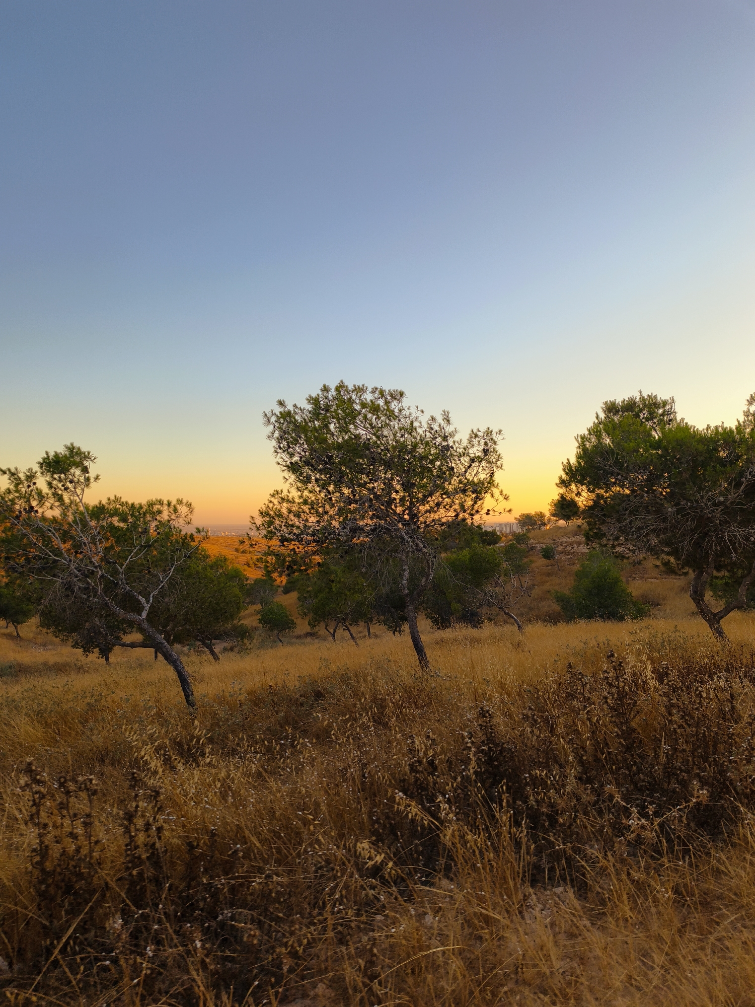 This is a photograph taken at sunset in a dry, grassy landscape with scattered pine trees. The sky displays a gradient of colors, transitioning from a pale blue at the top to a warm orange and yellow near the horizon, indicating the sun is setting. The foreground is dominated by tall, dry, golden-brown grass and some darker, dried vegetation.
Several pine trees are visible throughout the scene. Some have dark, gnarled trunks and branches, while others appear greener and fuller. In the middle ground, more trees and undulating hills covered in dry grass are present. In the far distance, a hint of urban development can be seen, with some buildings visible against the orange glow of the sunset, suggesting the location is near a populated area.
The overall mood is serene and natural, capturing the quiet beauty of a landscape at dusk. There are no people or specific objects of interest other than the natural elements. The time of day is clearly sunset, and the weather appears dry and calm, consistent with the arid appearance of the vegetation. The location context provided places this scene in Be'er-Sheva, Israel, which aligns with the dry, Mediterranean landscape. There is no visible text in the image.