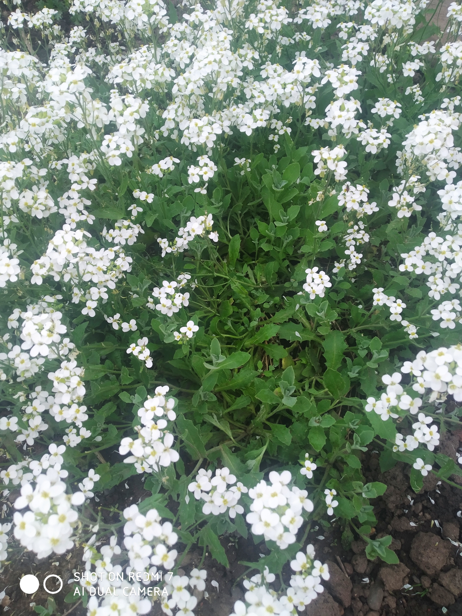 A dense patch of small white flowers with four petals each are surrounded by green leaves. The location is near the city of Ochansk, Russia. Soil is visible at the bottom right of the frame. A watermark indicating the picture was taken on a Redmi 7 AI Dual Camera is visible at the bottom of the image.