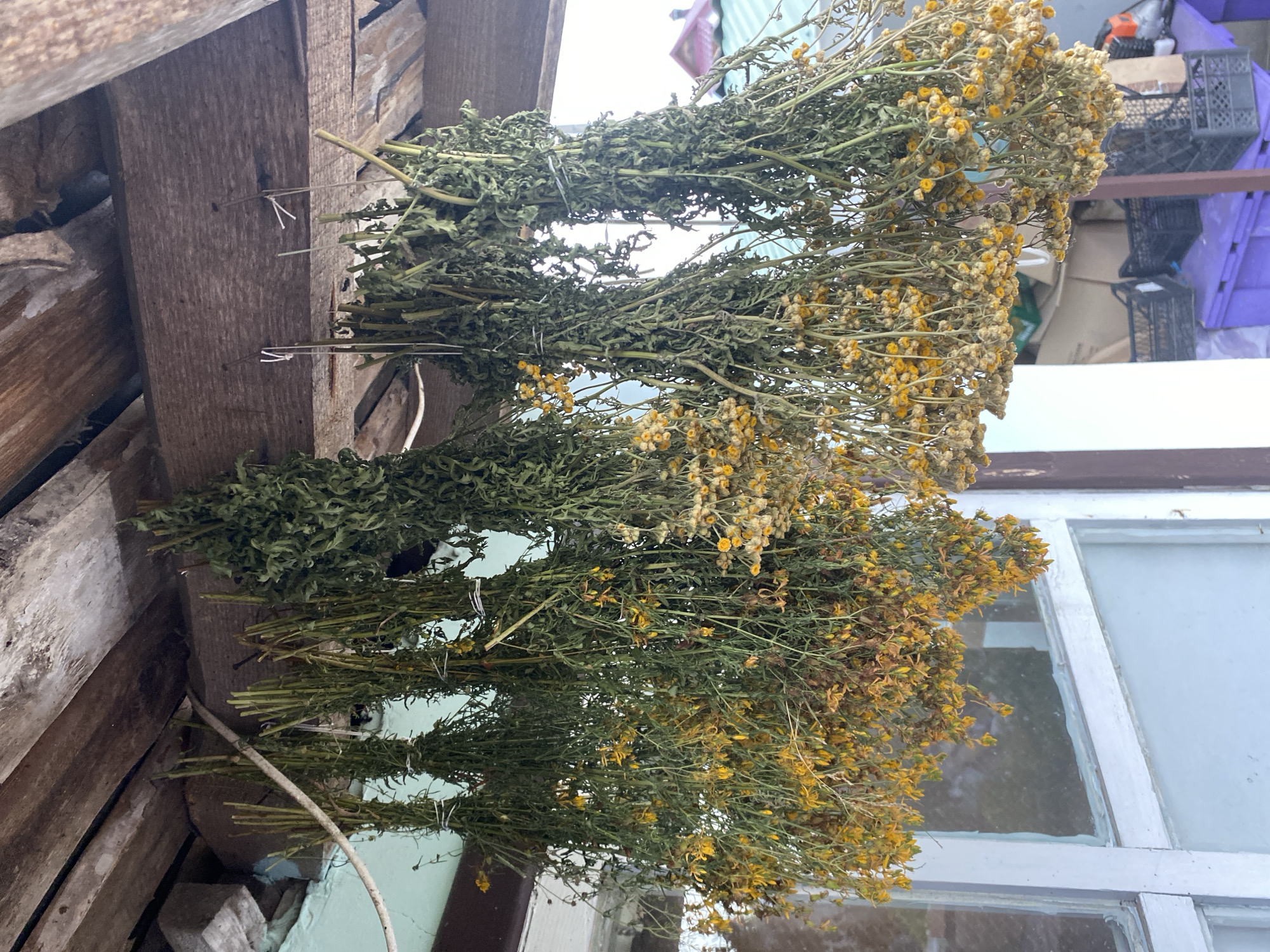 A low-angle outdoor shot shows several bunches of dried herbs and flowers hanging upside down from wooden beams. The vegetation is predominantly green and yellow, with small yellow flowers clustered at the bottom of some bunches. The herbs are tied with white string to the beams. The scene appears to be under an overhang, possibly part of a rural dwelling or outbuilding, with a light blue wall visible in the background. A white-framed window with multiple panes is also visible on the left. In the background, behind the hanging herbs, there are stacks of storage containers, including black plastic crates and a purple plastic bin, and some gardening equipment. The image was taken in Vasylkiv, Ukraine.
