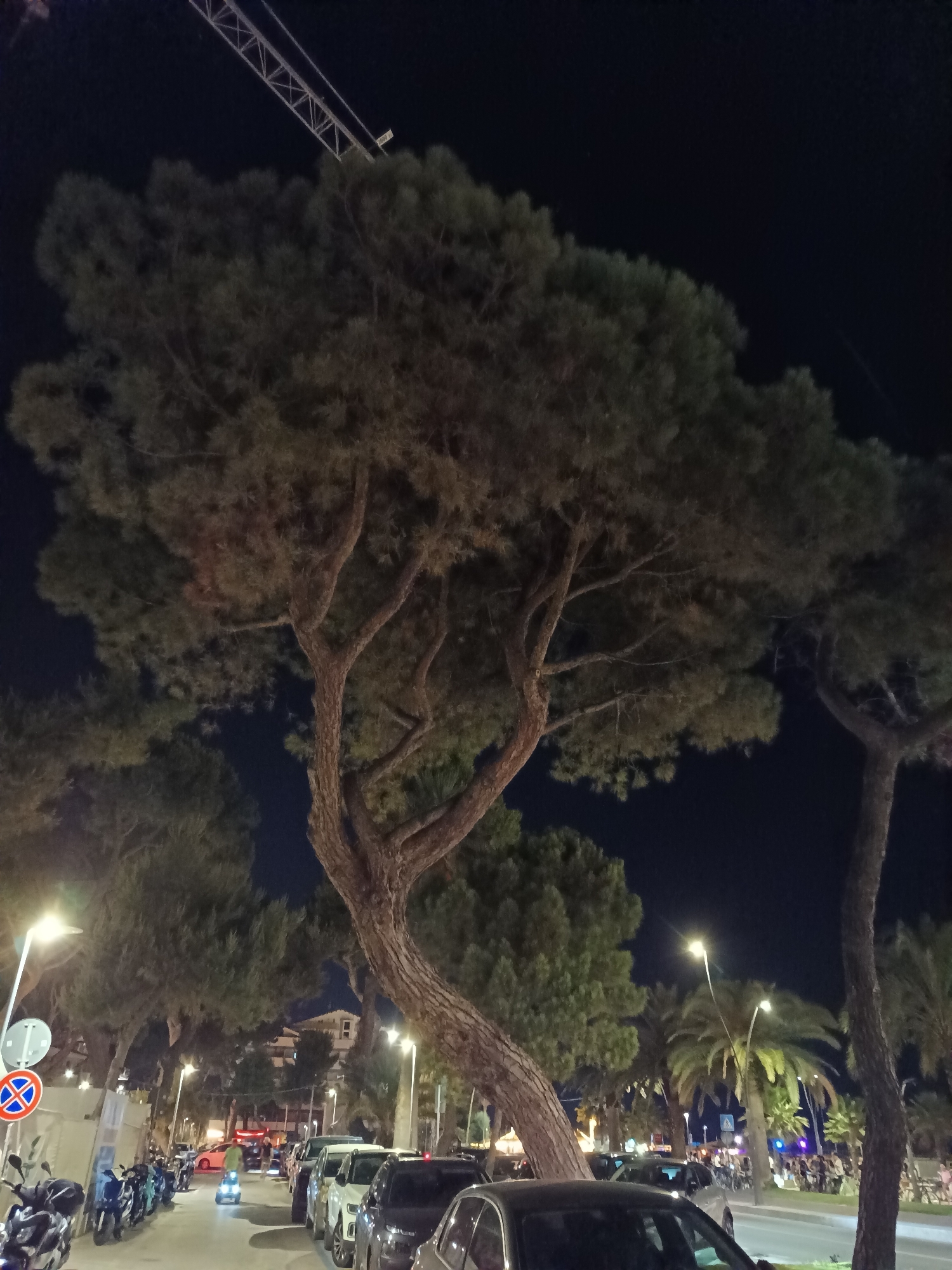 The image captures a nighttime street scene in Roseto degli Abruzzi, Italy. A large pine tree dominates the foreground, its gnarled branches reaching upwards against the dark sky. Beyond the tree, a street is lined with parked cars and motorcycles, illuminated by streetlights. Several palm trees are visible further down the street, alongside buildings and a crowd of people walking and gathering. A construction crane is present in the upper left portion of the image, partially obscured by the pine tree's foliage.