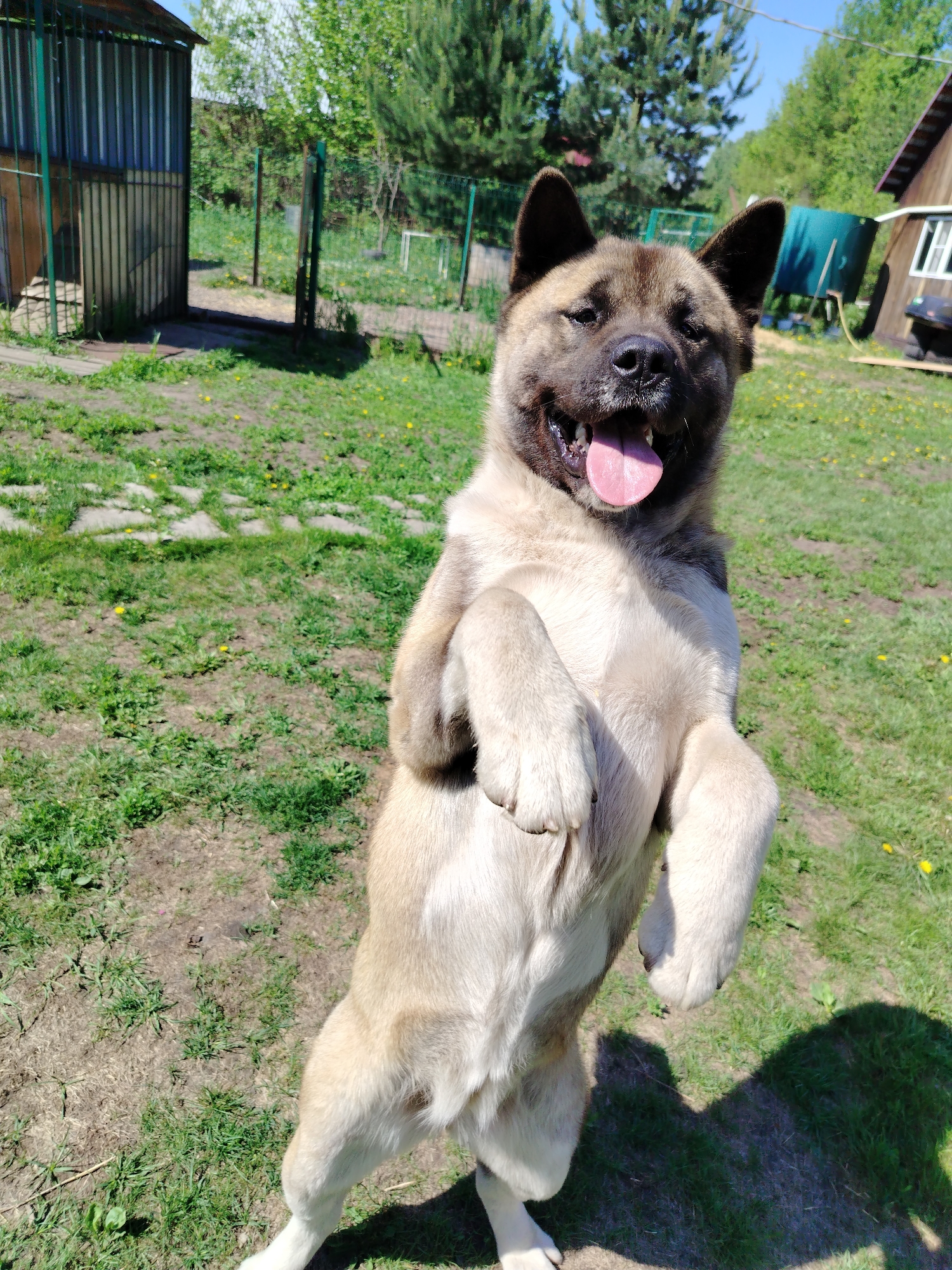 A large Akita-type dog is depicted standing upright on its hind legs in a grassy outdoor area, its front paws tucked against its chest. The dog has a dark brown mask and ears, with a lighter cream or tan fur on its body and limbs. Its mouth is open, revealing a pink tongue extended, and its eyes are partially squinted, consistent with a cheerful or warm expression.
The setting is a sunlit, unpaved yard with patches of green grass, some bare earth, and scattered yellow dandelion flowers. Irregularly shaped, light-colored flagstones are partially visible embedded in the ground in the mid-ground. To the left, a metal dog kennel with dark green bars and corrugated metal sides stands, housing a smaller wooden doghouse inside. A green metal fence line extends behind the kennel. In the right background, a rustic wooden building with a dark roof and a white-framed window is visible. Behind this building, a large, dark green cylindrical tank, possibly for water storage, is present. The far background is filled with a dense cluster of deciduous and coniferous trees. The sky above is clear and bright blue. Strong sunlight from the upper right casts distinct shadows, including the dog's shadow stretching to its right on the ground. The scene is situated in the city of Рассвет, Russia.