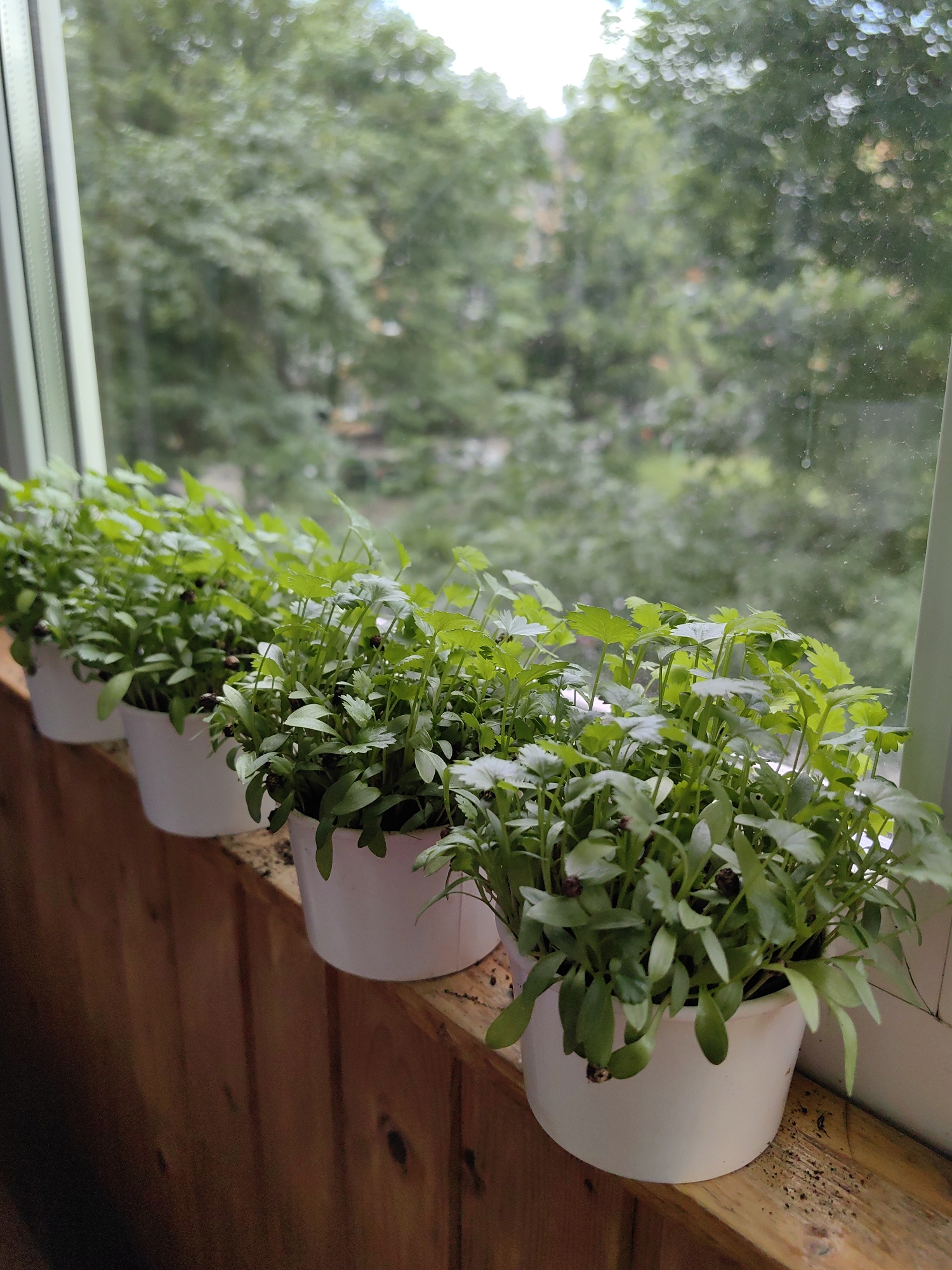 A close-up, eye-level shot shows several small white pots filled with young green plants arranged in a row on a wooden windowsill. The plants are lush and healthy, with delicate leaves and stems. Behind the plants, a window looks out onto a blurred background of green trees, suggesting an outdoor, natural environment. The wooden windowsill is made of light-colored planks with visible grain. The scene appears to be set in Ufa, Russia, though no specific landmarks or identifying features are visible. The image is well-lit, with natural light coming from the window, casting soft shadows on the plants and windowsill.
