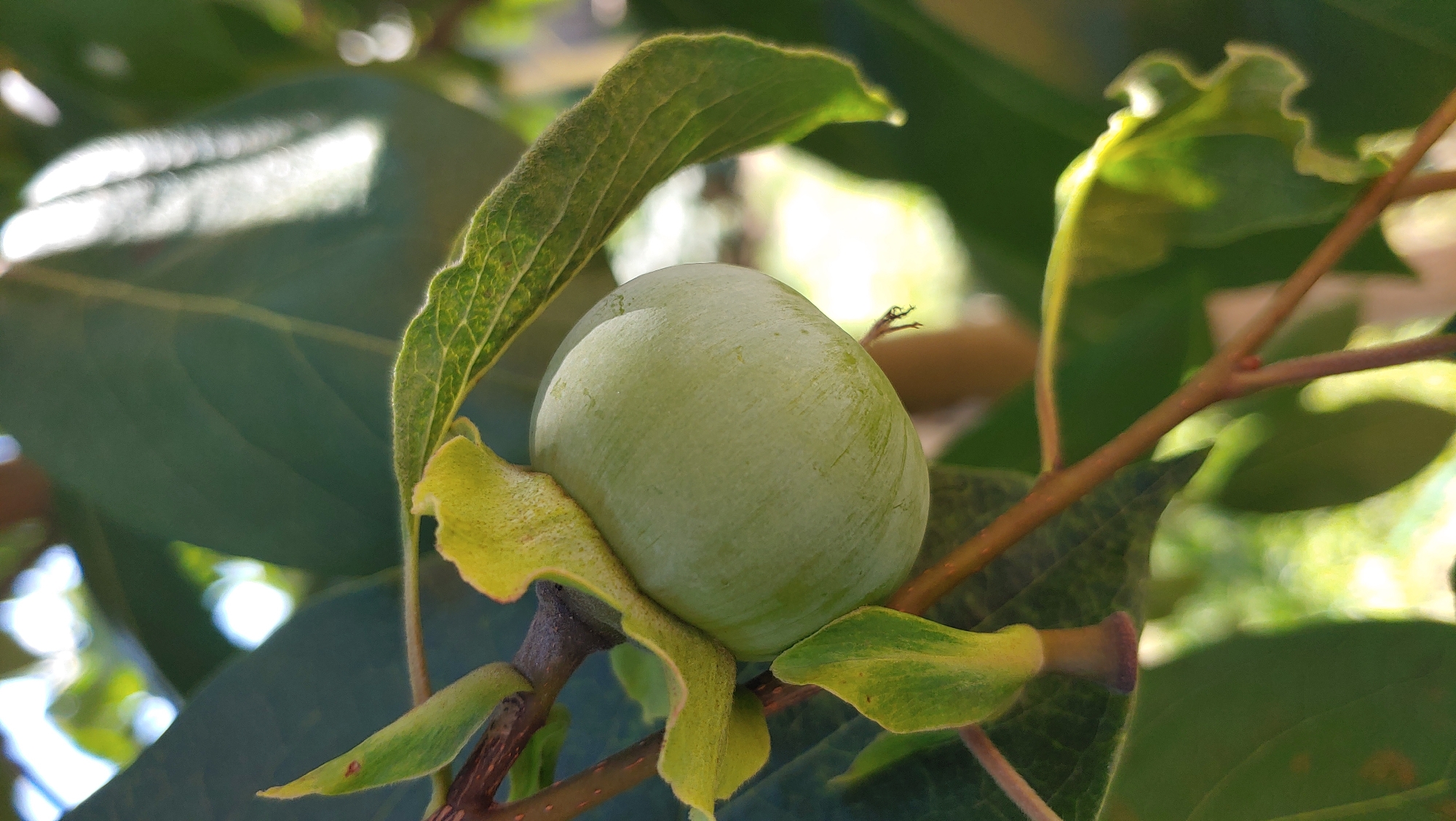 A young, pale green persimmon fruit hangs from a branch, surrounded by large, dark green leaves and thinner, brown branches. Sunlight filters through the foliage, creating bright highlights and soft shadows. The background is a blur of green and white, suggesting an outdoor, possibly garden or park setting. The image does not contain any information indicating its location in Mukachevo, Ukraine.