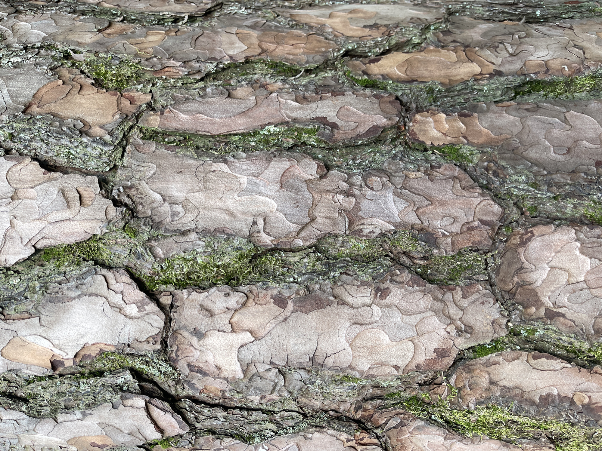 The image is a close-up, detailed view of the textured bark of a tree, likely a pine tree, in Svetlogorsk, Russia. The bark displays a rough, fissured surface with large, irregular plates that are predominantly a light brown and greyish-tan color. Deep crevices run vertically through the bark, and in these shadowed areas, patches of vibrant green moss are visible, indicating a damp environment. The texture is highly varied, with some areas appearing smoother and more flaky, while others are rougher and more deeply grooved. The lighting suggests an overcast day, as there are no harsh shadows and the illumination is diffused. There are no people or visible signs of human activity in the frame. The focus is entirely on the natural patterns and textures of the tree bark, highlighting its organic complexity and the presence of symbiotic moss growth.