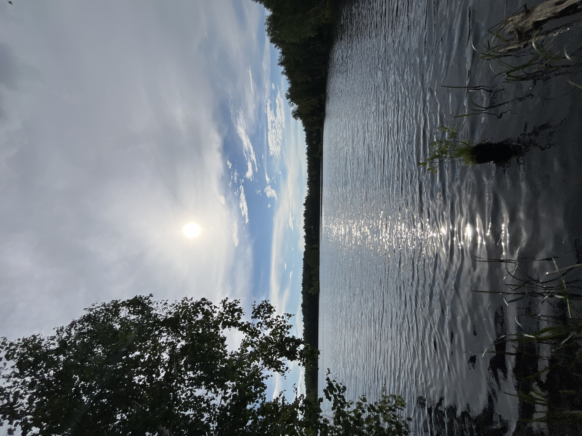 A wide, tranquil lake dominates the center of the image, reflecting the sky and surrounding trees. The sun, a bright orb, shines through a partly cloudy sky, casting a shimmering path of light across the water's surface. On the left, the dark silhouette of a leafy tree branches into the frame, its foliage dense and green. The far shore is lined with a dense, dark green forest of deciduous trees. In the foreground, along the lake's edge, tall grasses and a piece of driftwood are visible, partially submerged in the water. A small clump of vegetation sprouts from the water near the center foreground. The overall impression is one of serene natural beauty. The provided location, Нагорный, Russia, suggests a natural, perhaps rural or parkland setting.